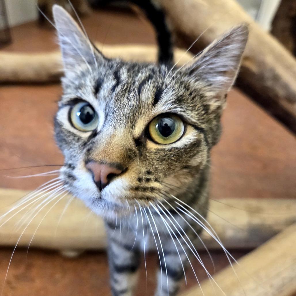 Steve, Adoptable, Young Male Domestic Short Hair.