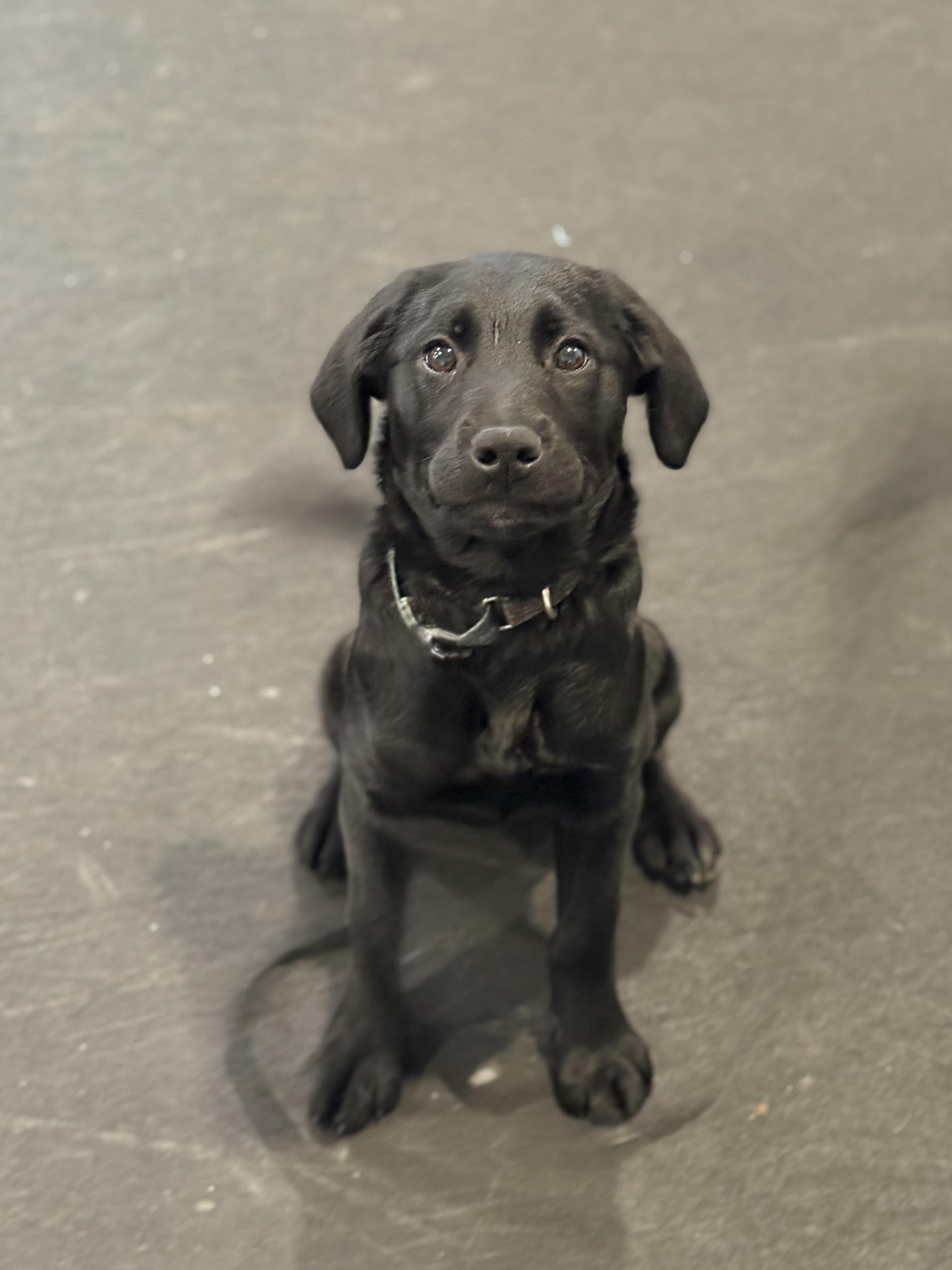 Enlarge Daisy, a Adopted mixed breed in Terryville, CT image 2/5