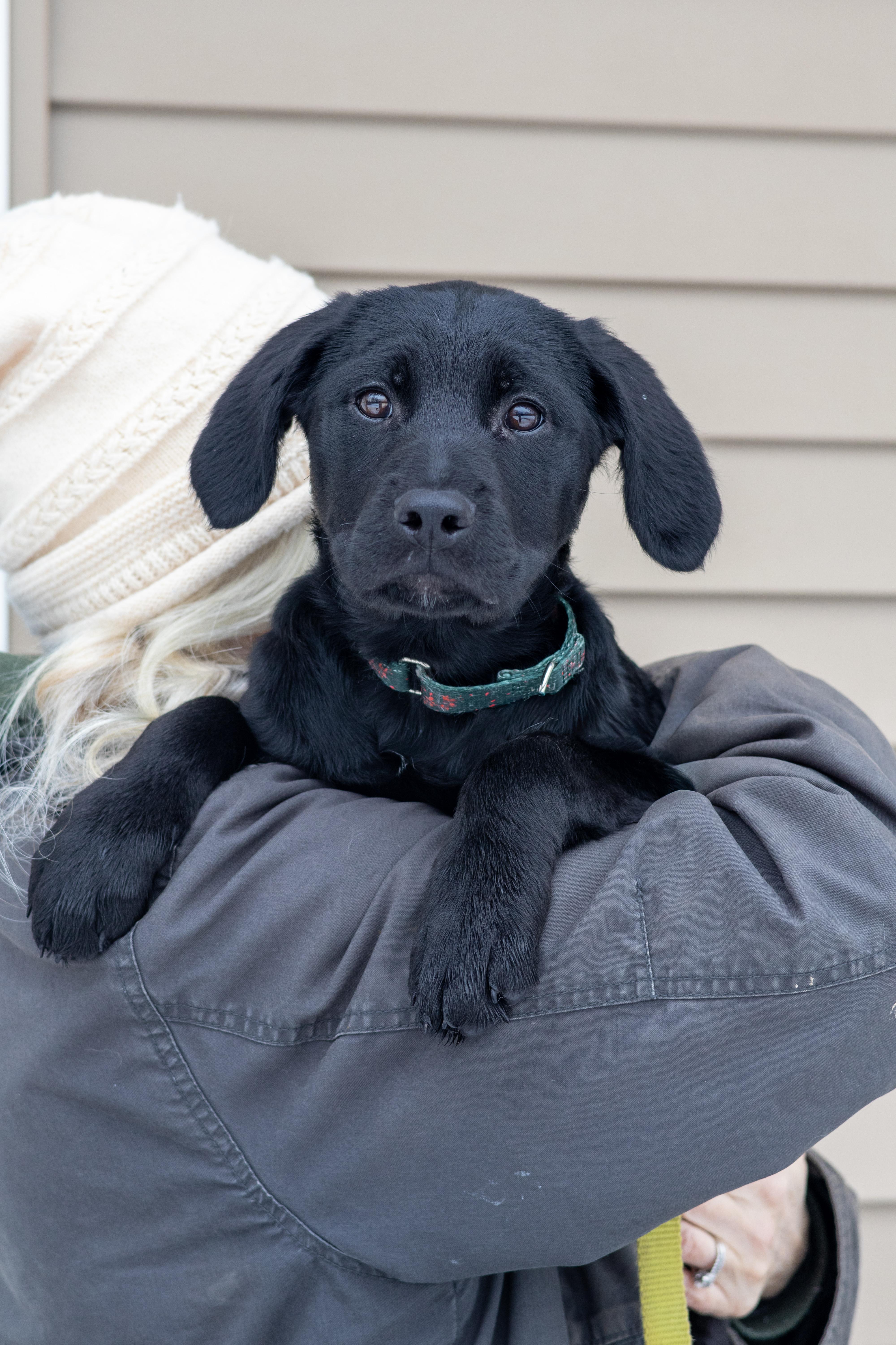 Daisy, Adopted, Puppy Female Cane Corso & Labrador Retriever.