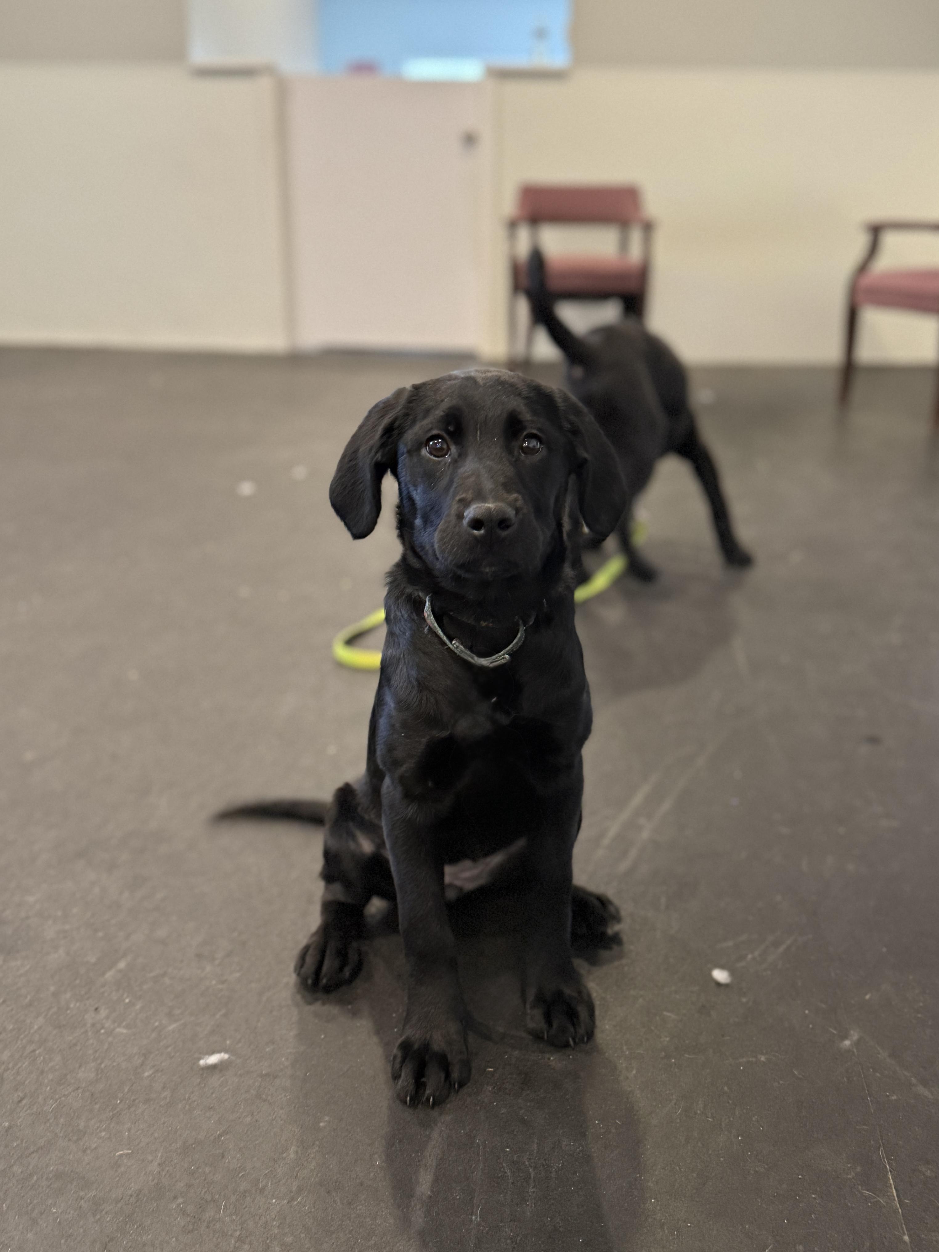 Enlarge Daisy, a Adopted mixed breed in Terryville, CT image 3/5