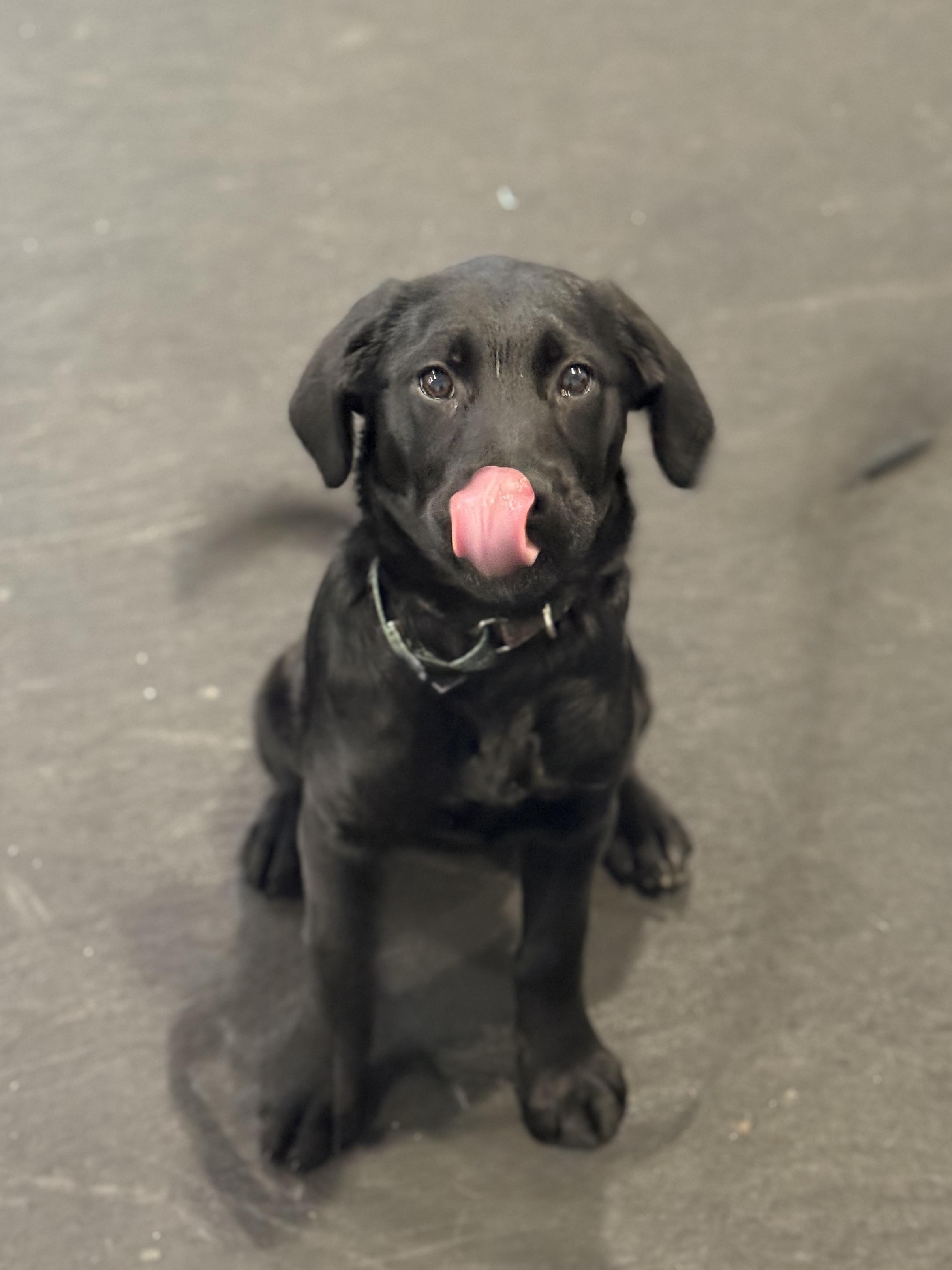 Enlarge Daisy, a Adopted mixed breed in Terryville, CT image 4/5