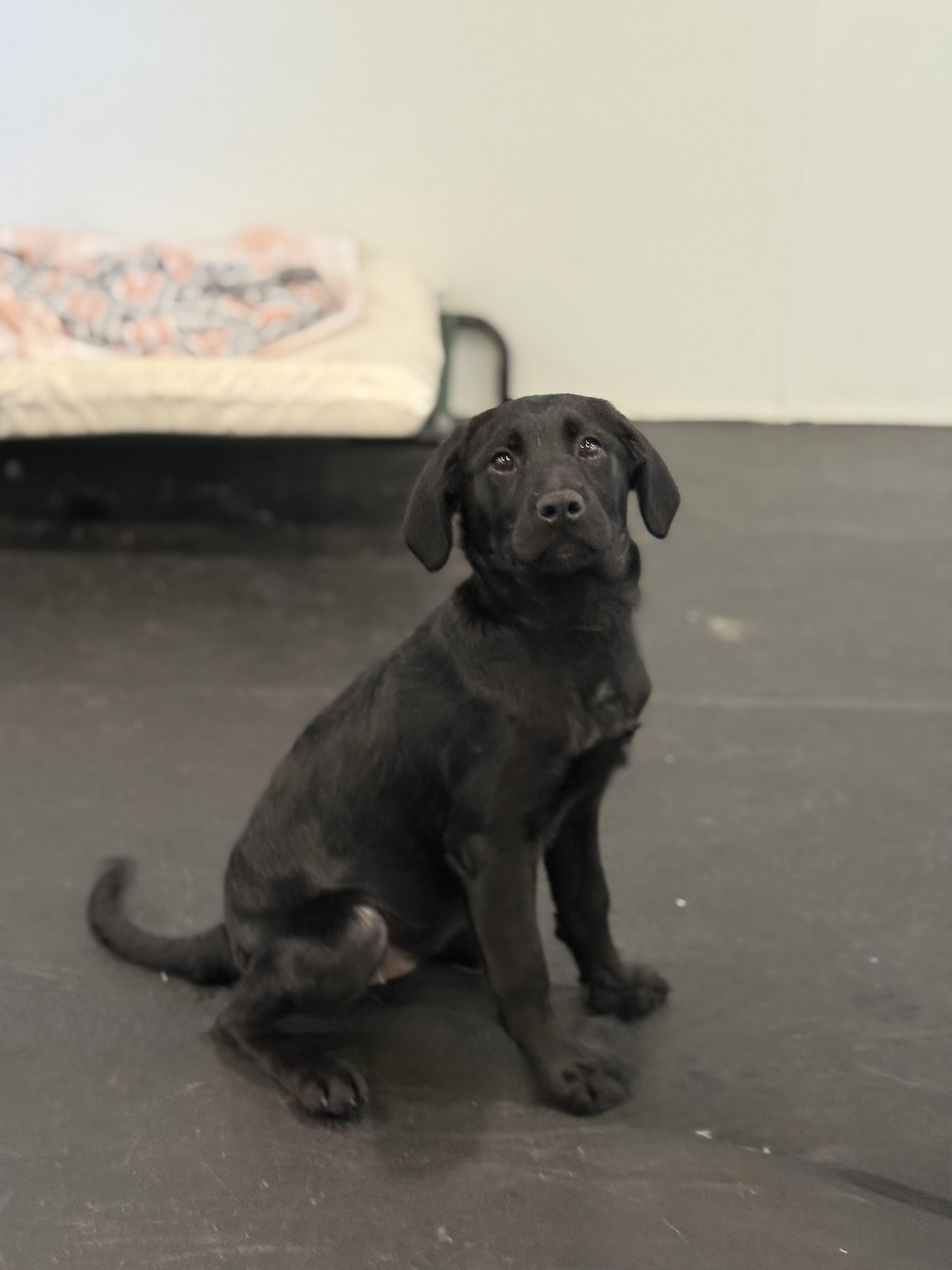 Enlarge Daisy, a Adopted mixed breed in Terryville, CT image 5/5