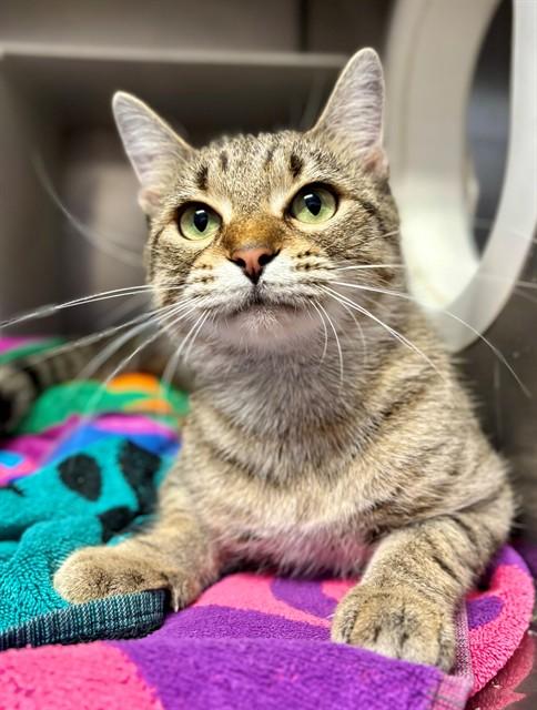 BOODLES, Adoptable, Young Female Domestic Short Hair.