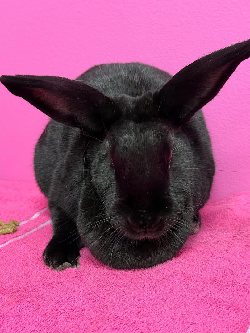 Enlarge Toothless, a Adoptable New Zealand in St. Charles, MO image 1/5