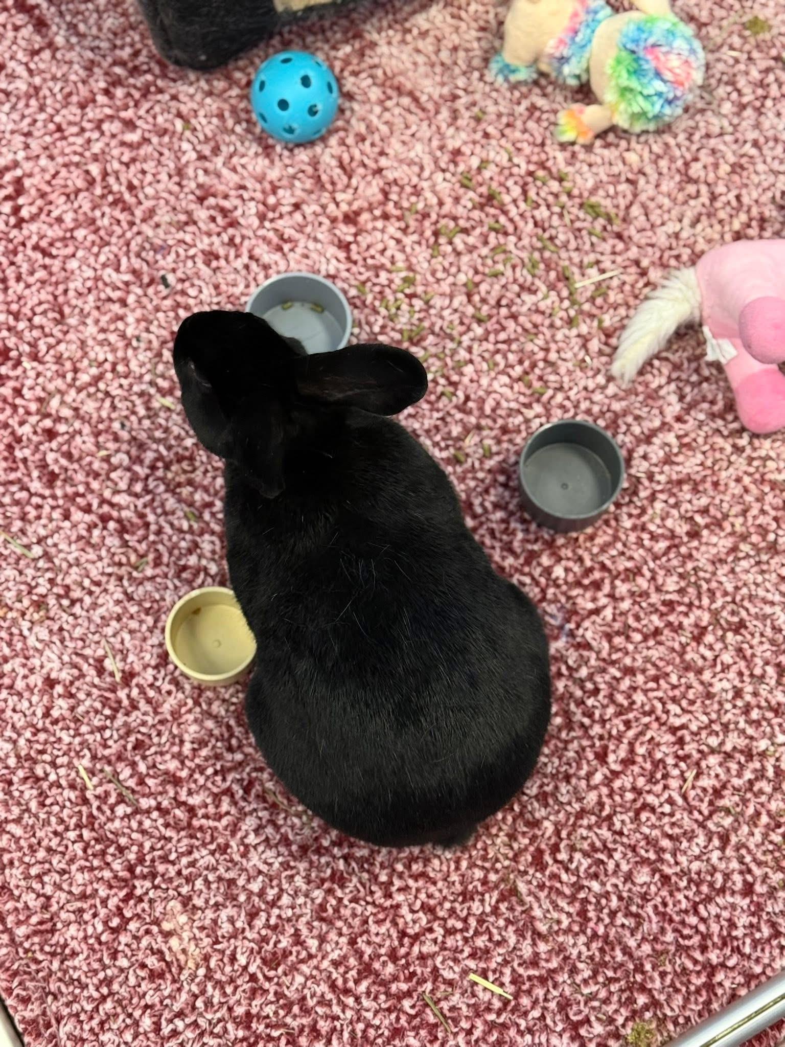 Enlarge Toothless, a Adoptable New Zealand in St. Charles, MO image 2/5