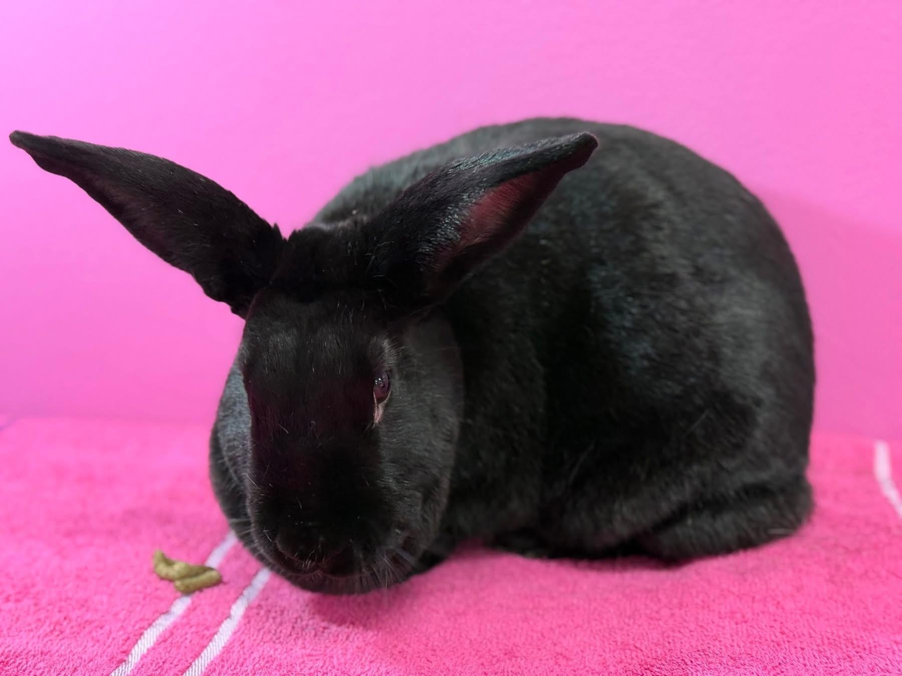 Enlarge Toothless, a Adoptable New Zealand in St. Charles, MO image 3/5