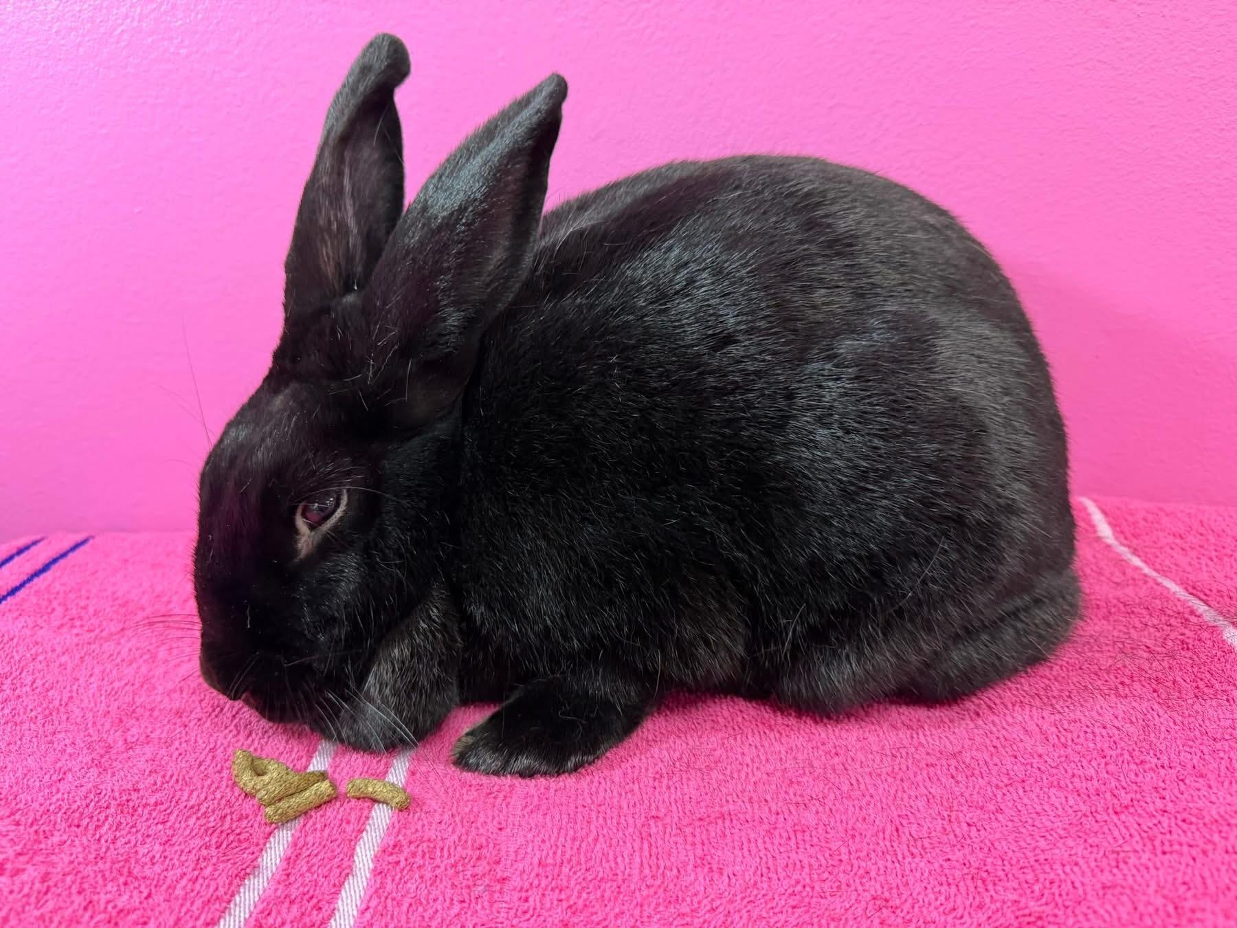 Enlarge Toothless, a Adoptable New Zealand in St. Charles, MO image 5/5