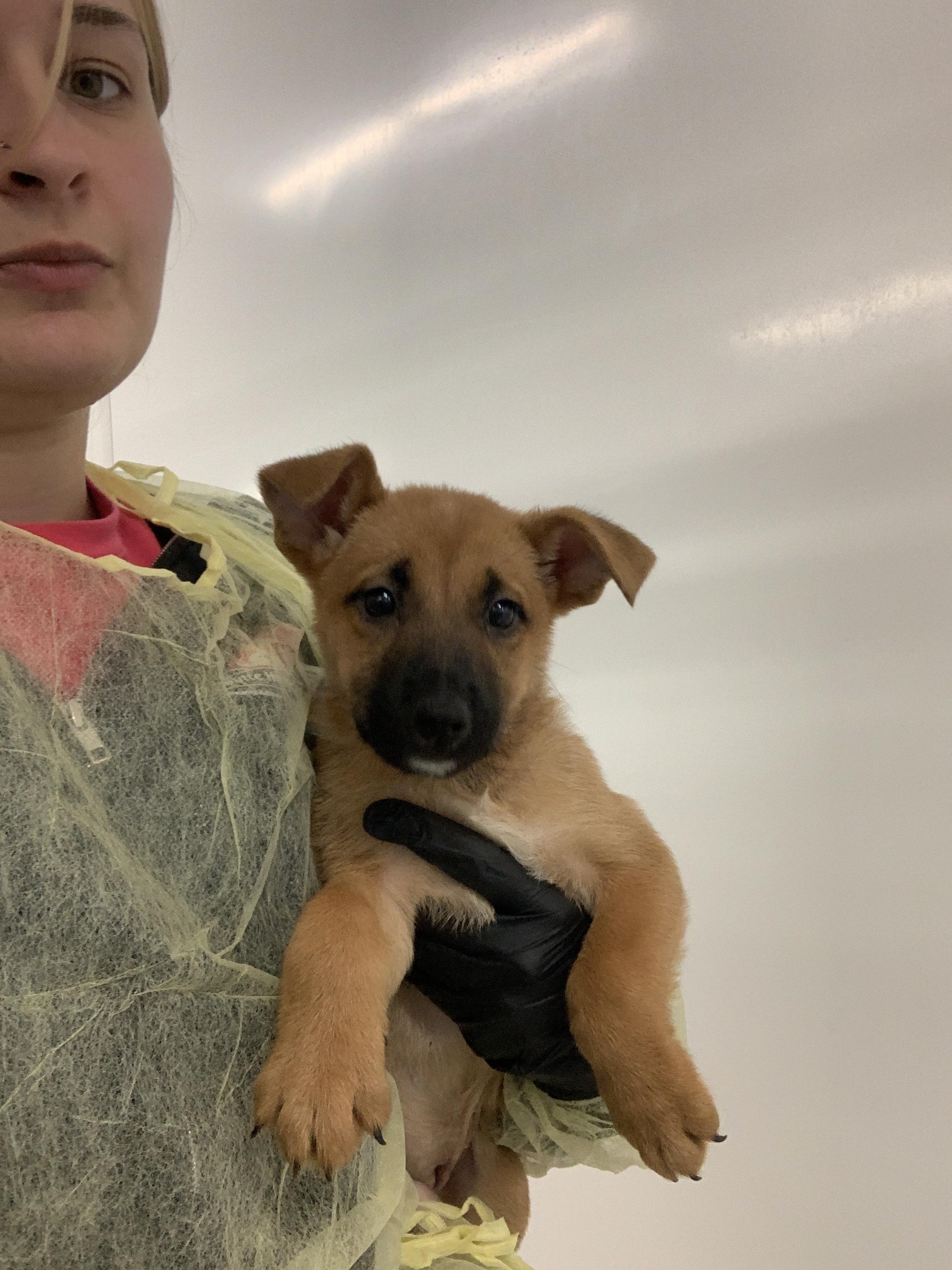 Tiana, Adopted, Young Female Belgian Shepherd / Malinois.