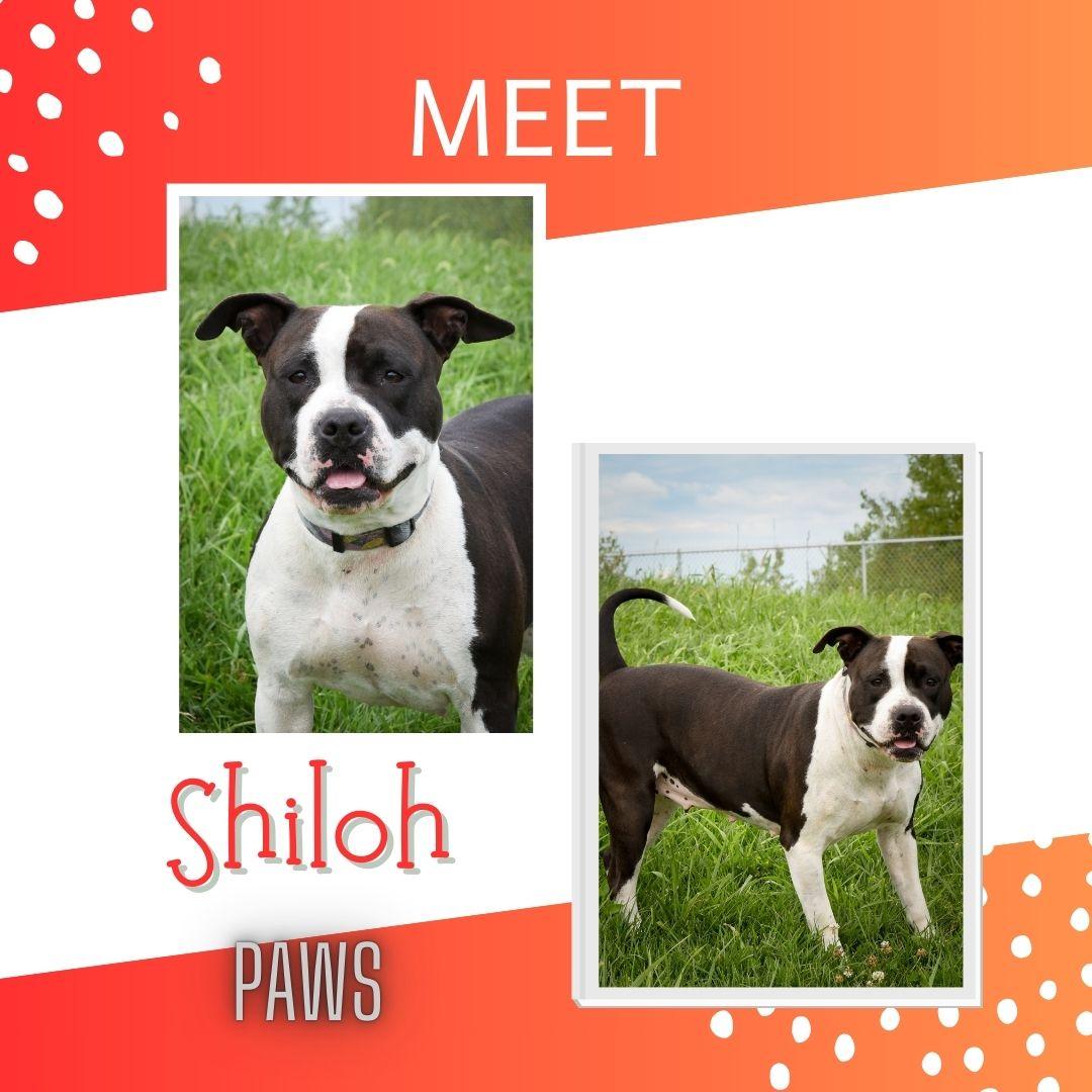 Shiloh, Adoptable, Adult Female Pit Bull Terrier.
