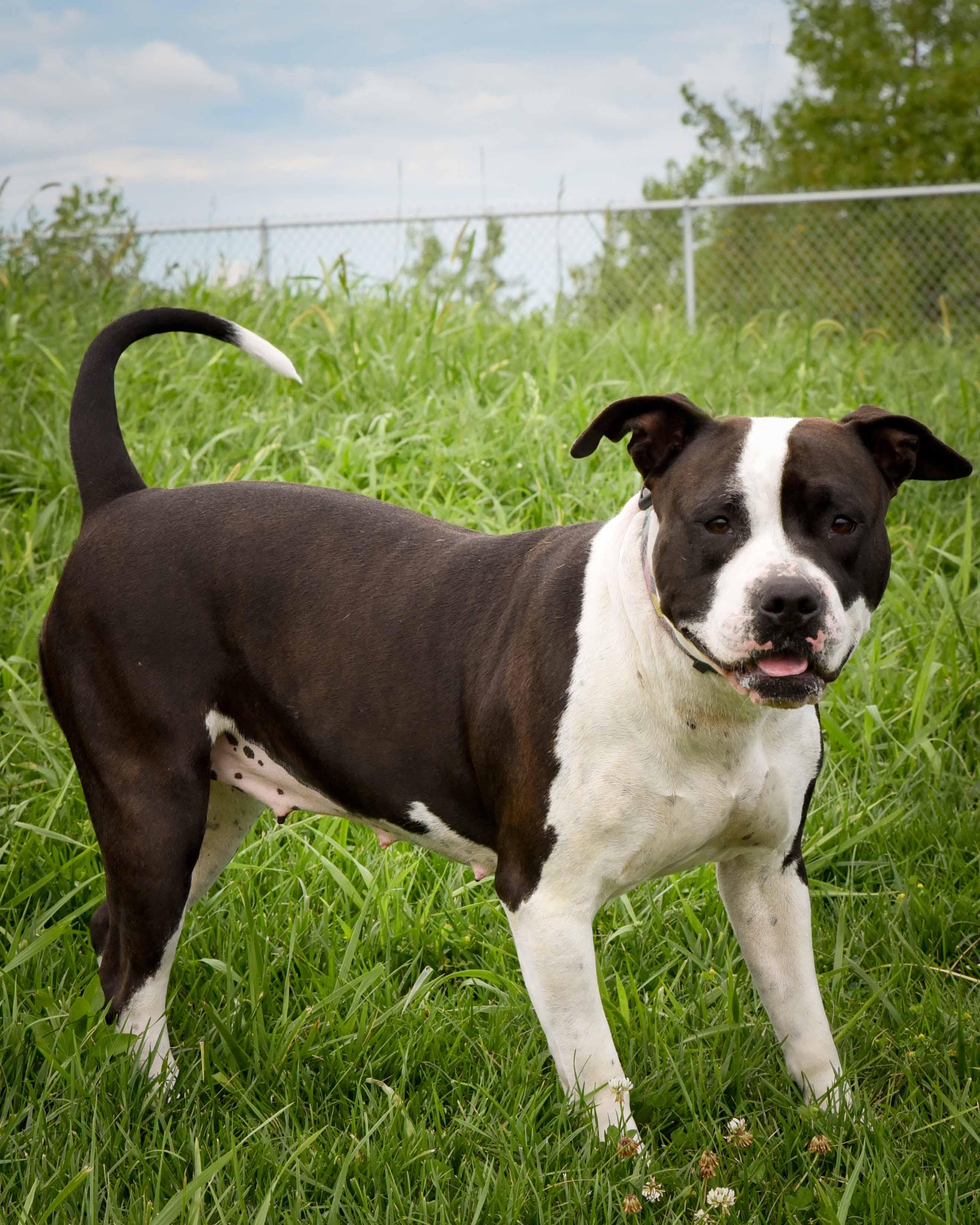 Enlarge Shiloh, a Adoptable mixed breed in Jefferson, IA image 2/3