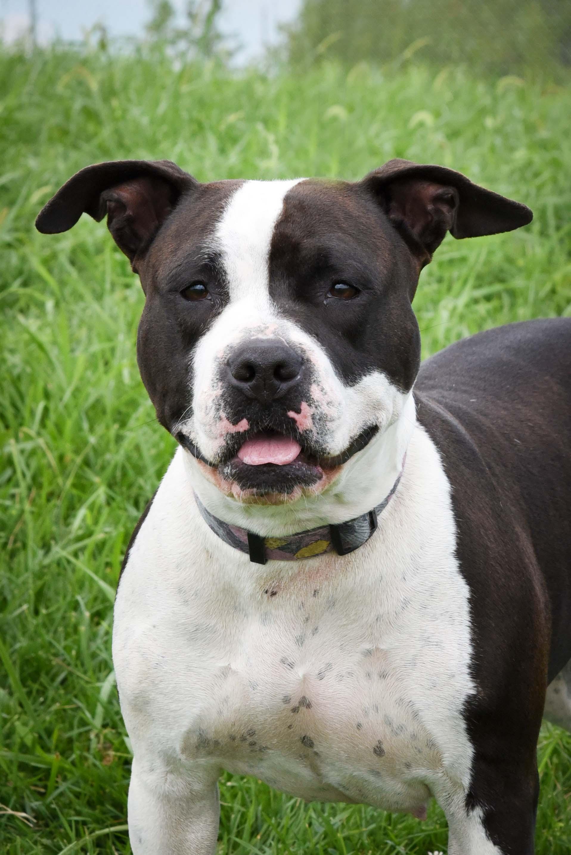 Enlarge Shiloh, a Adoptable mixed breed in Jefferson, IA image 3/3