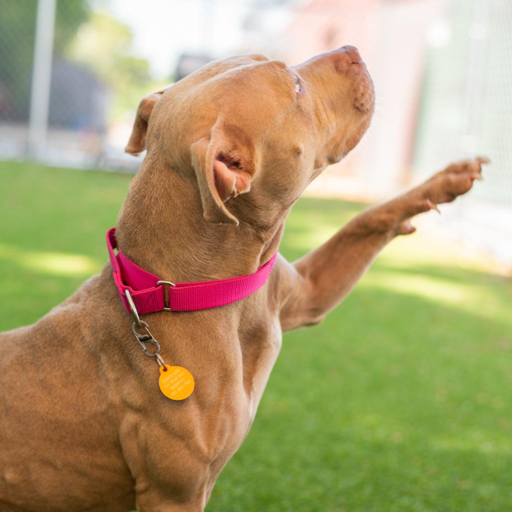 Rose, a Adoptable mixed breed in Warwick, RI image 1/5