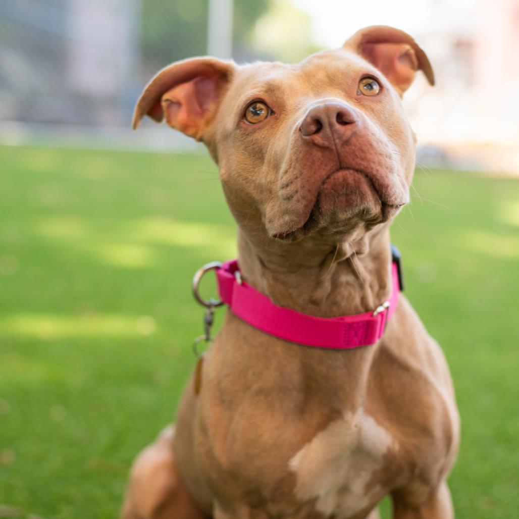 Rose, a Adoptable mixed breed in Warwick, RI image 2/5