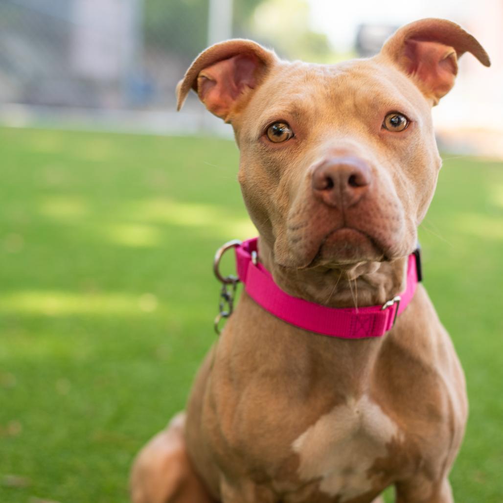 Rose, a Adoptable mixed breed in Warwick, RI image 3/5