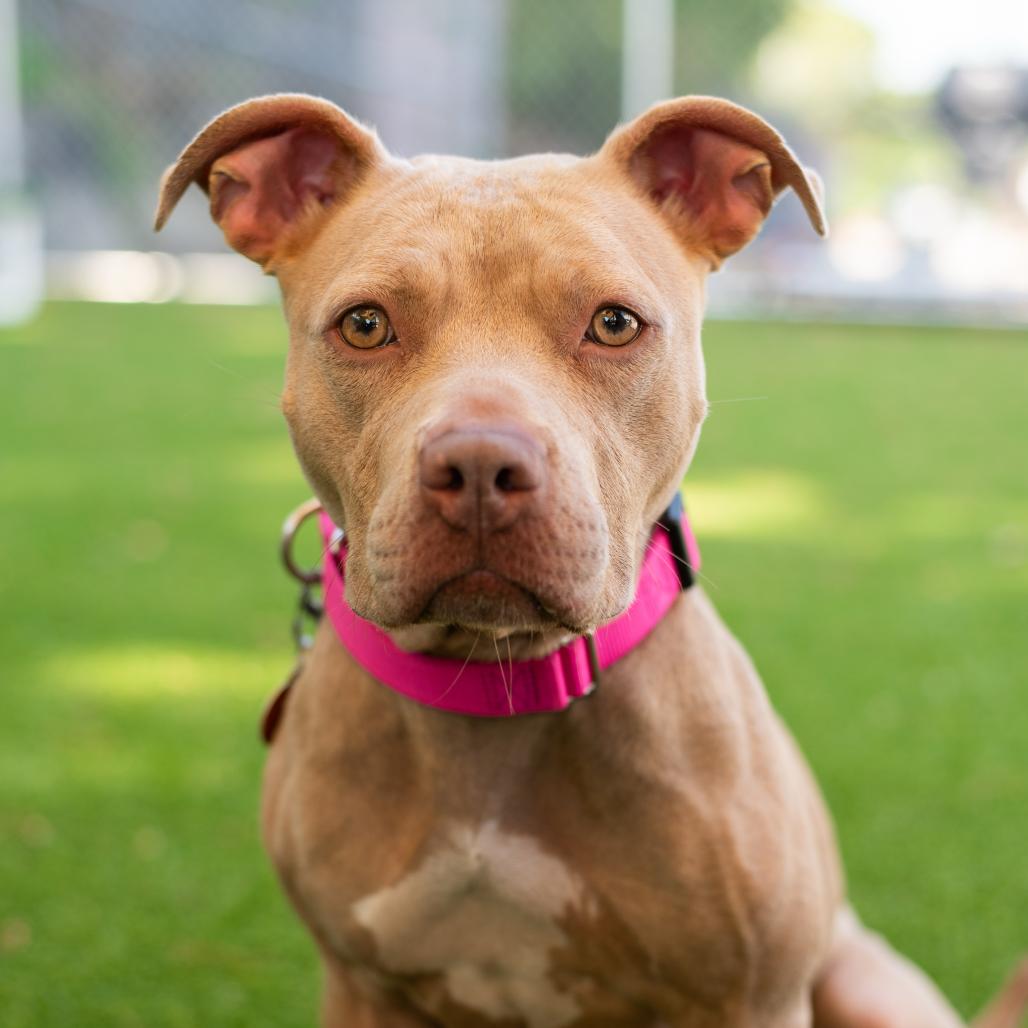 Rose, a Adoptable mixed breed in Warwick, RI image 4/5
