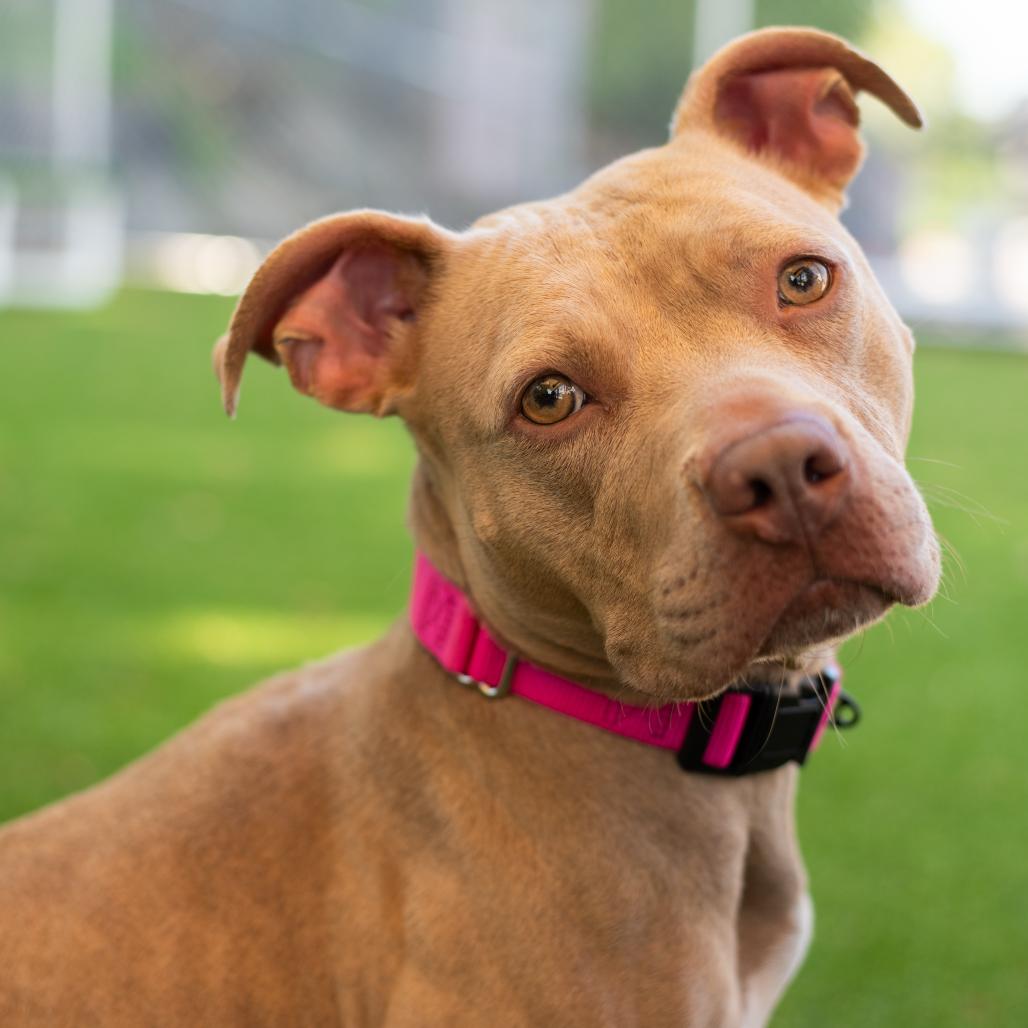 Rose, a Adoptable mixed breed in Warwick, RI image 5/5