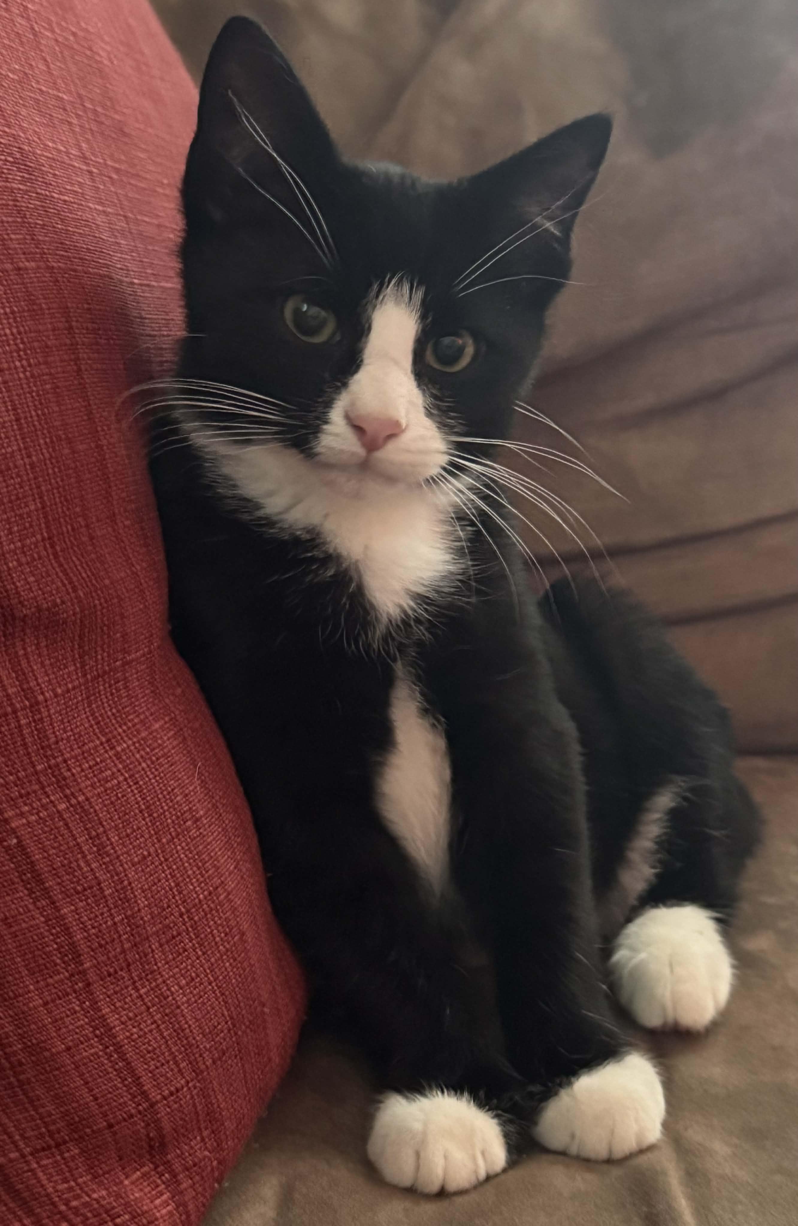 Bloom, Adopted, Kitten Male Domestic Short Hair.