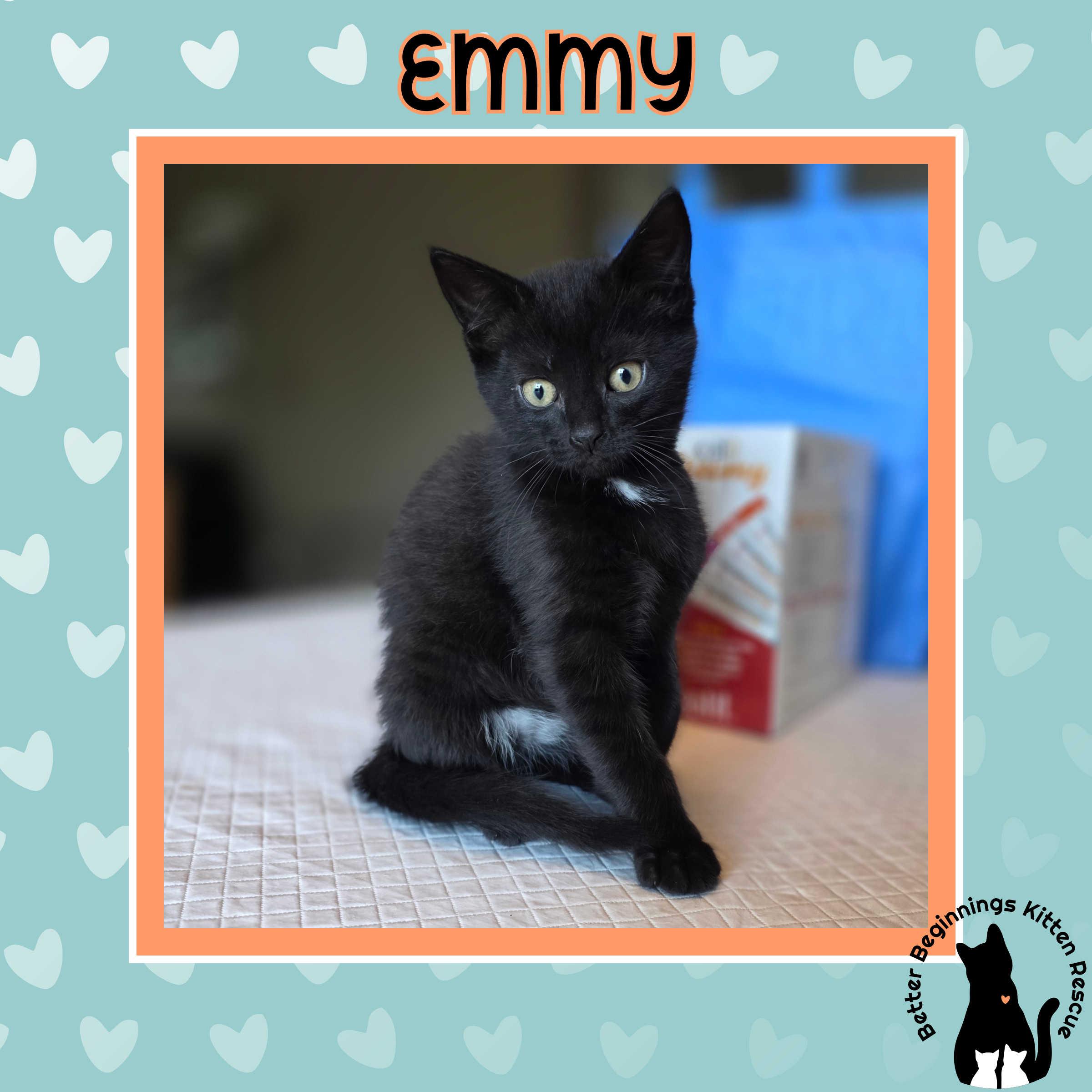 Emmy, Adoptable, Kitten Female Domestic Short Hair.