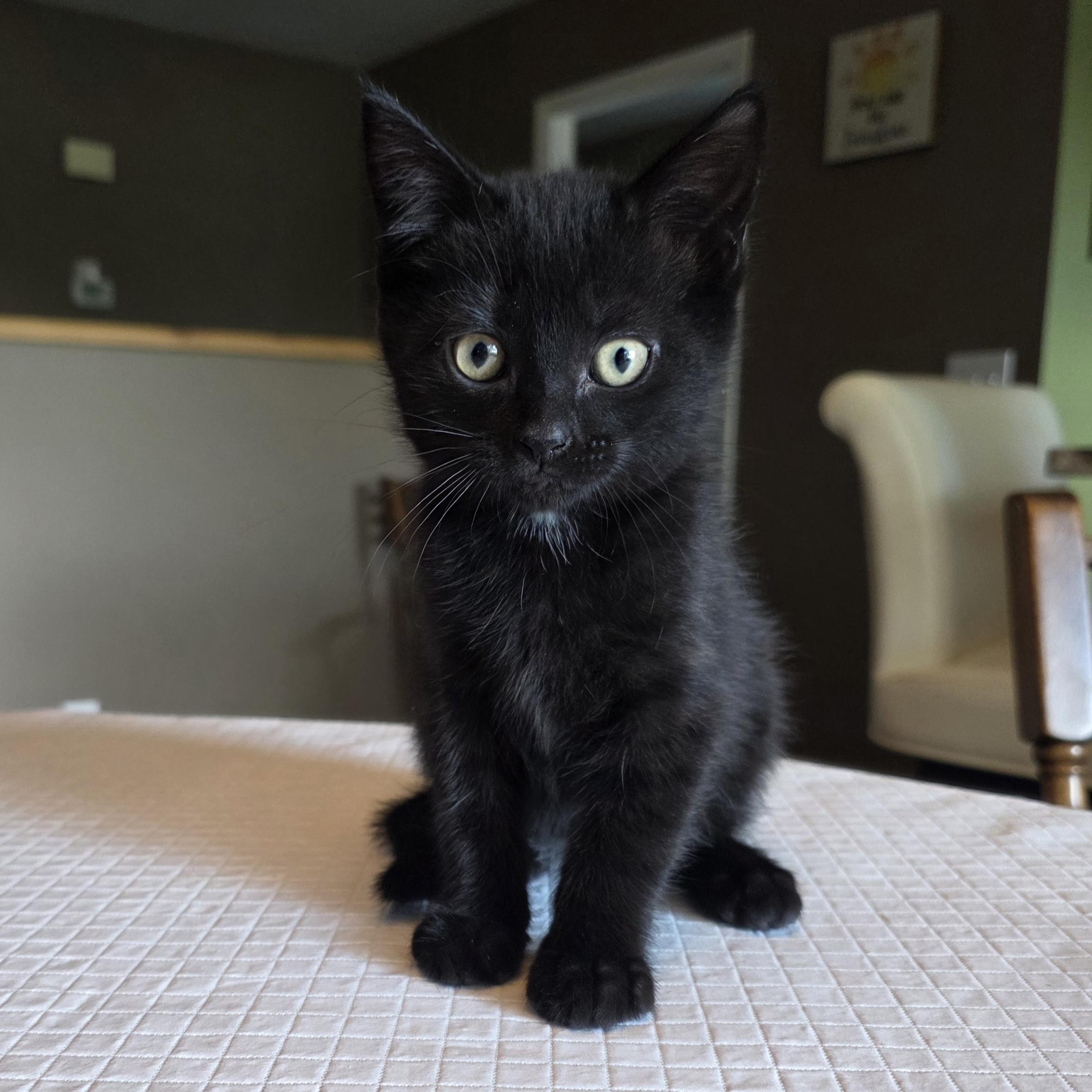 Emmy, a Adoptable mixed breed in Kamloops, BC image 2/6