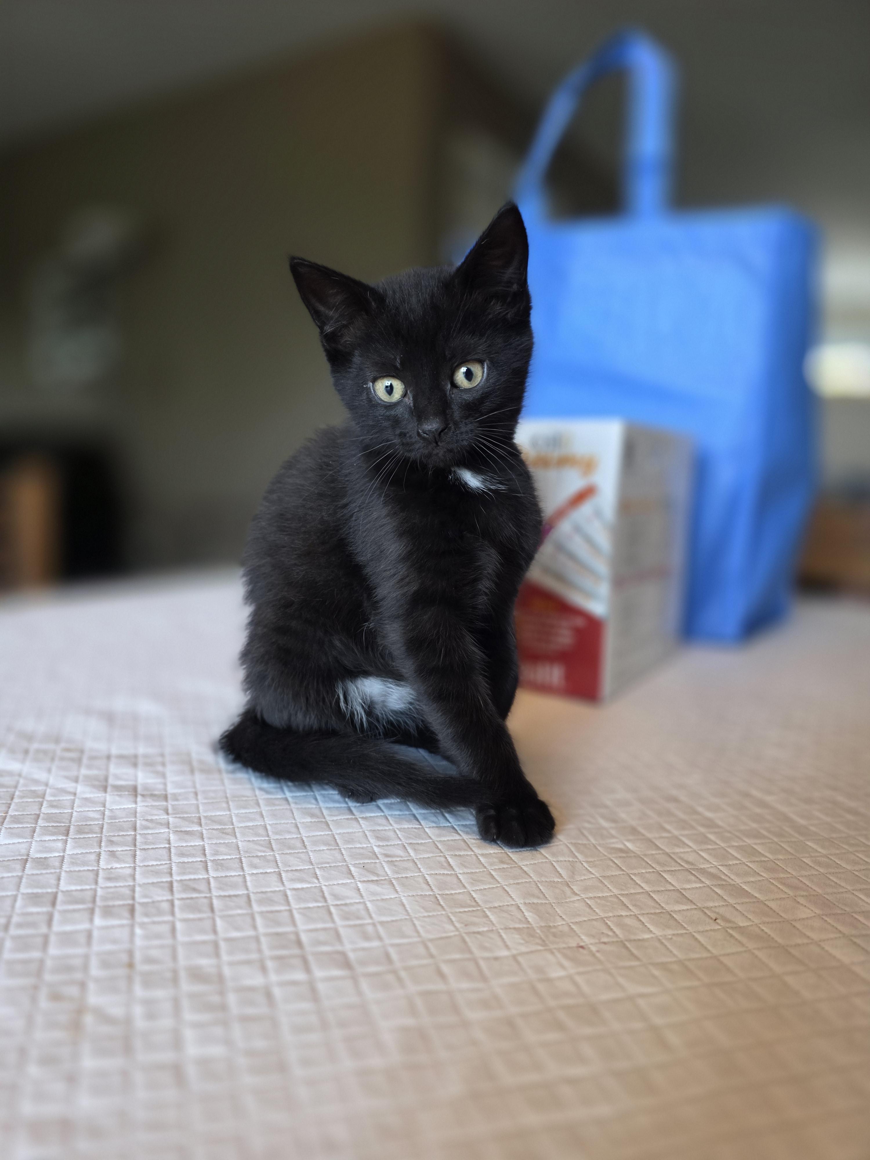 Emmy, a Adoptable mixed breed in Kamloops, BC image 3/6