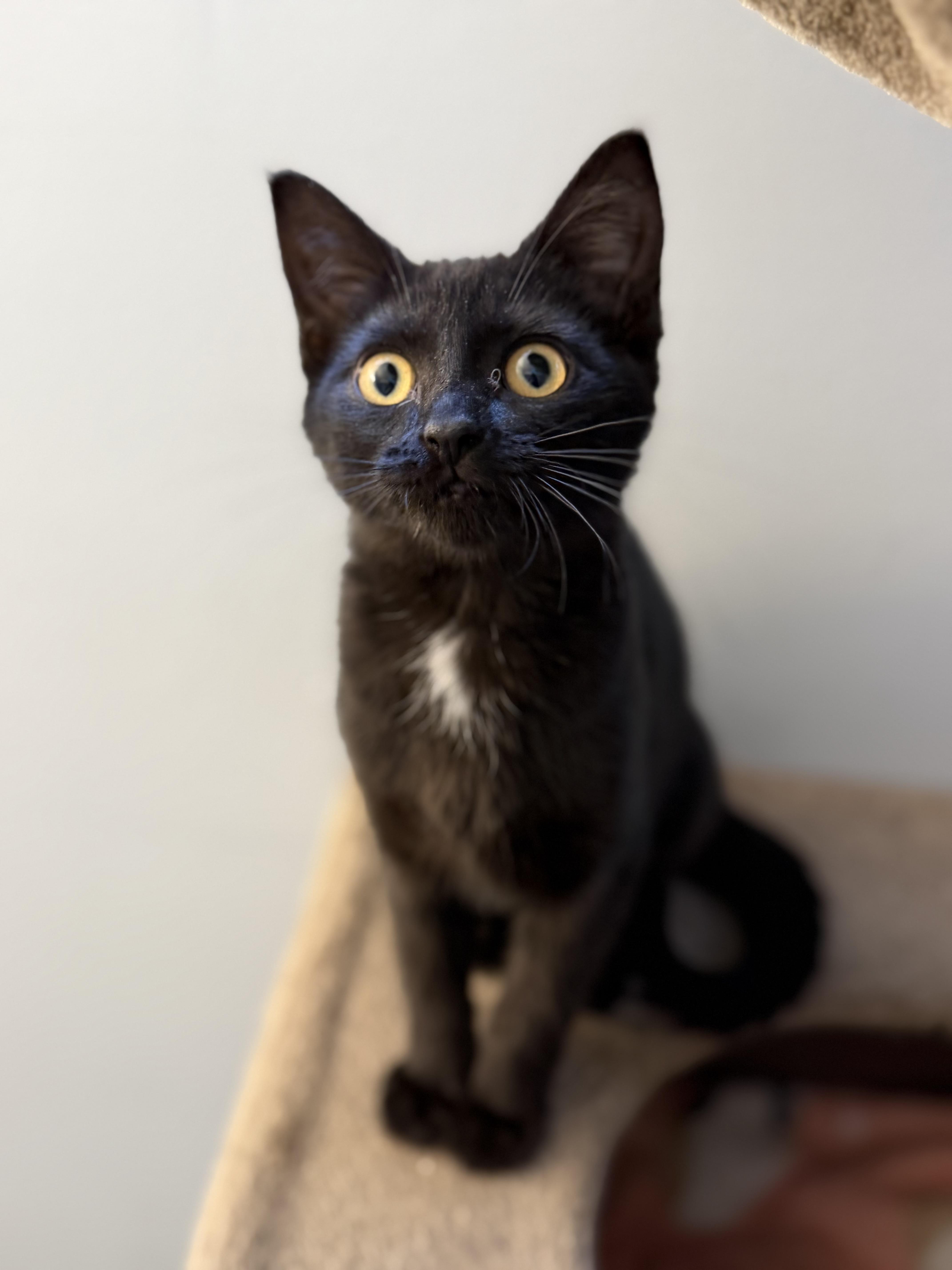 Emmy, Adoptable, Kitten Female Domestic Short Hair.