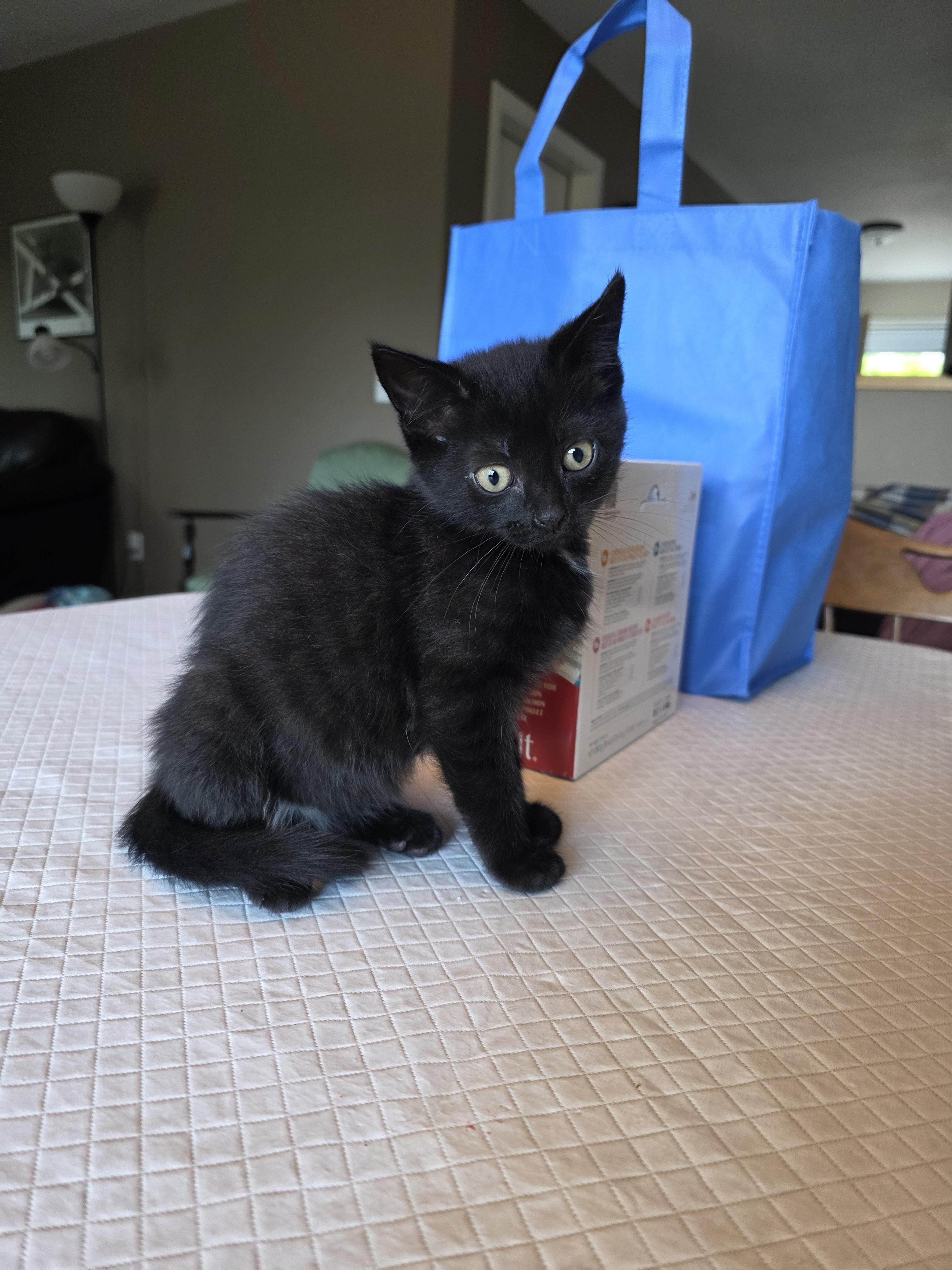 Emmy, a Adoptable mixed breed in Kamloops, BC image 5/6