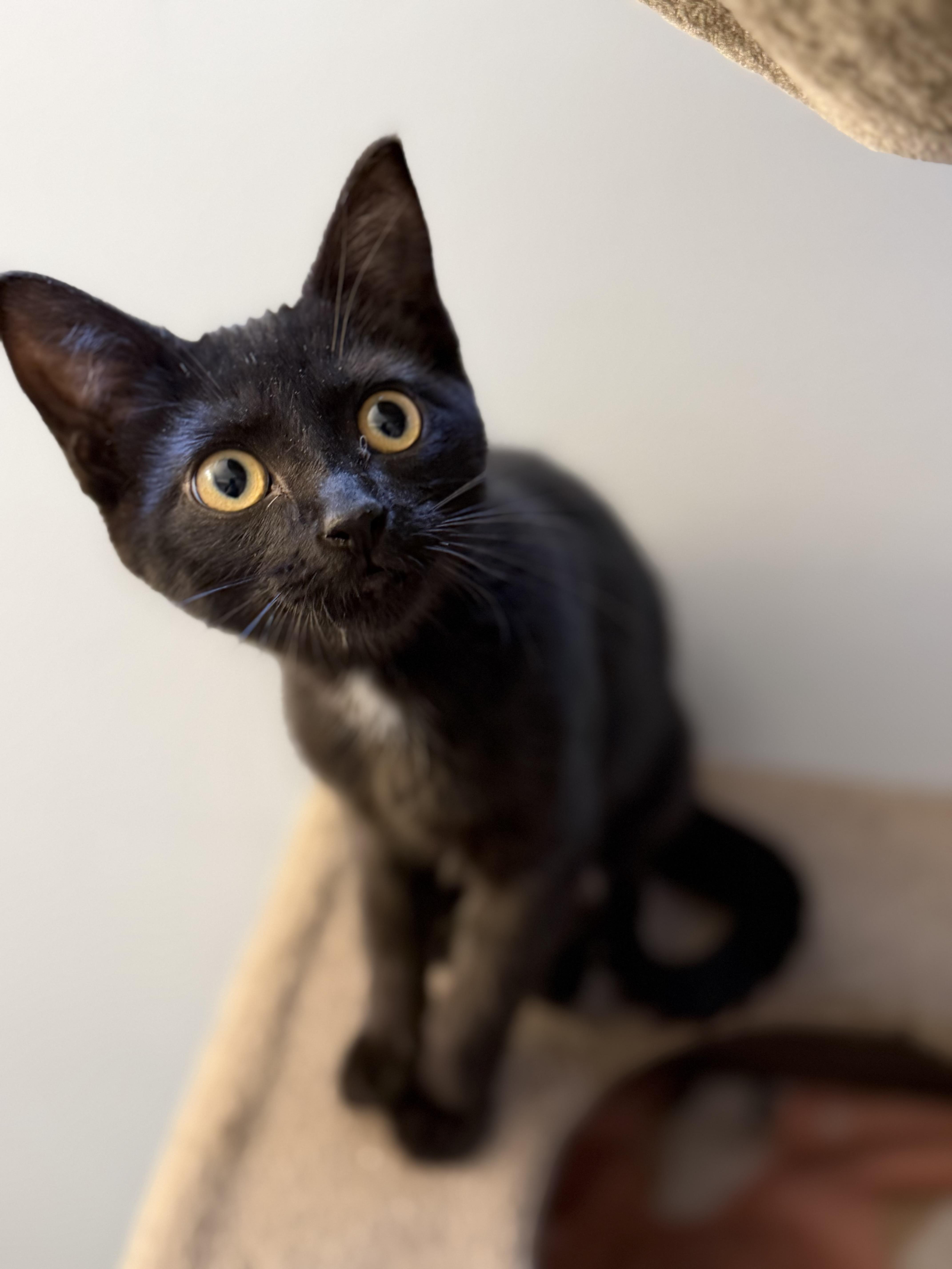 Emmy, a Adoptable mixed breed in Kamloops, BC image 2/6