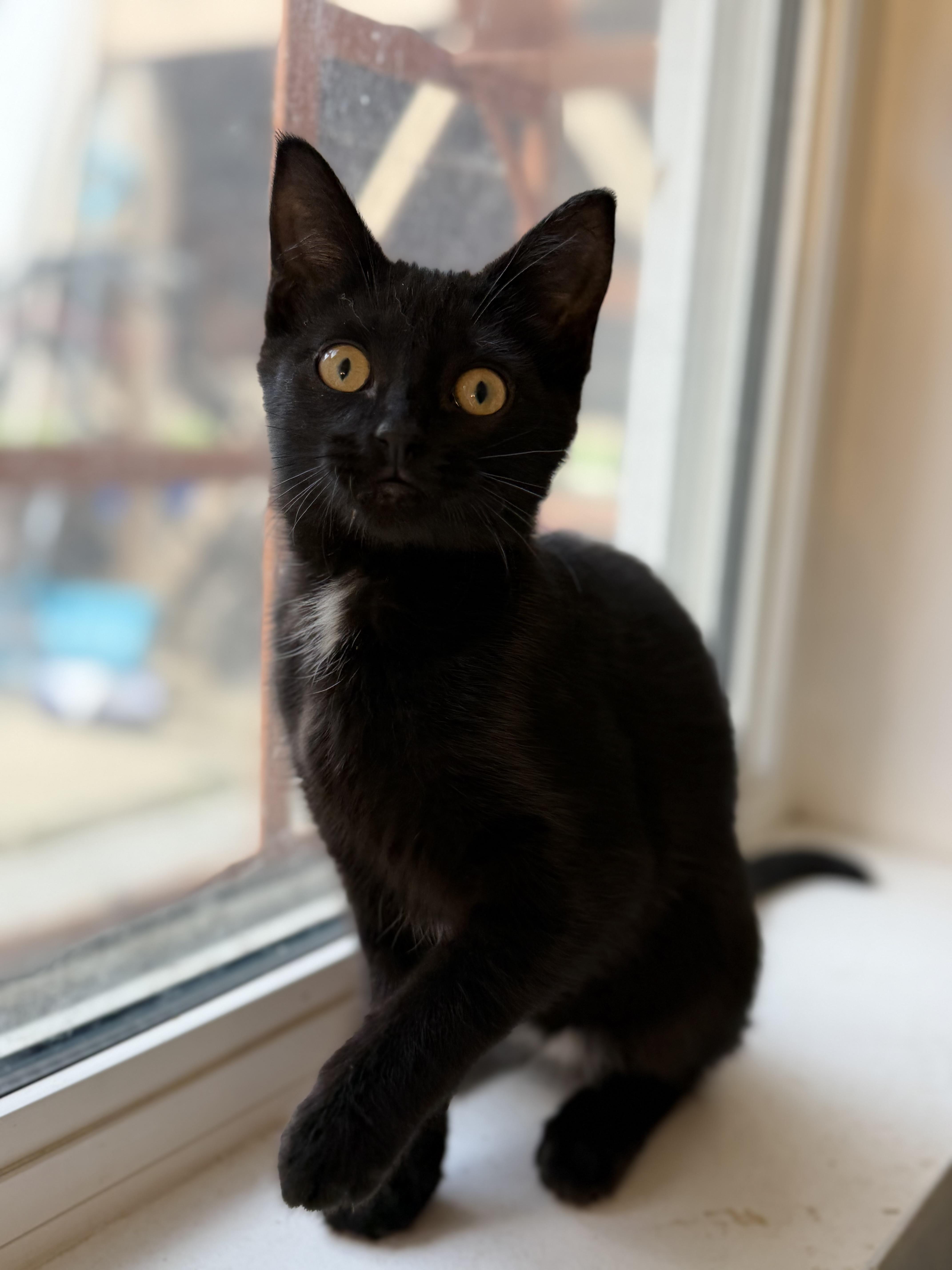 Emmy, a Adoptable mixed breed in Kamloops, BC image 3/6