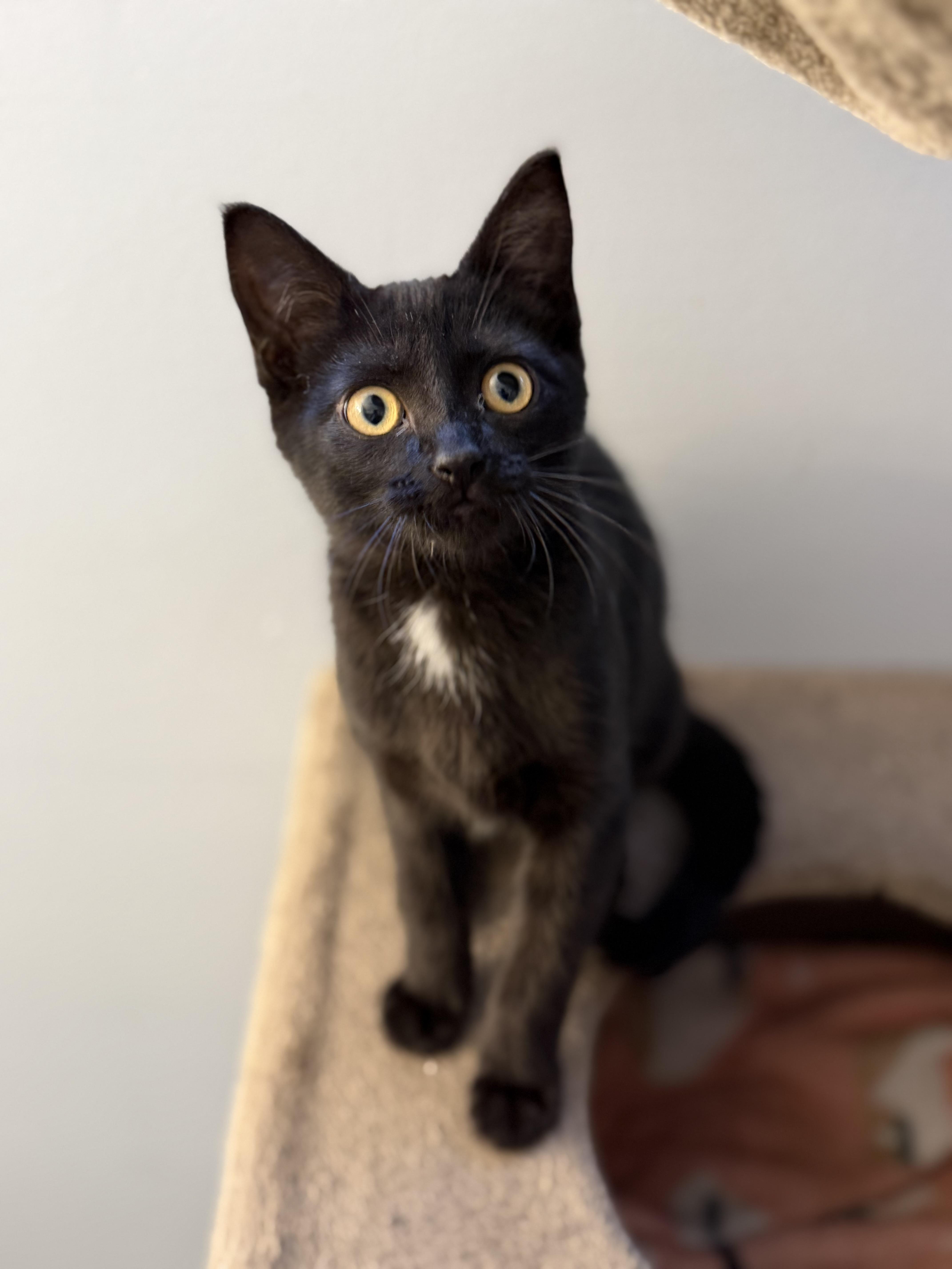 Emmy, a Adoptable mixed breed in Kamloops, BC image 4/6