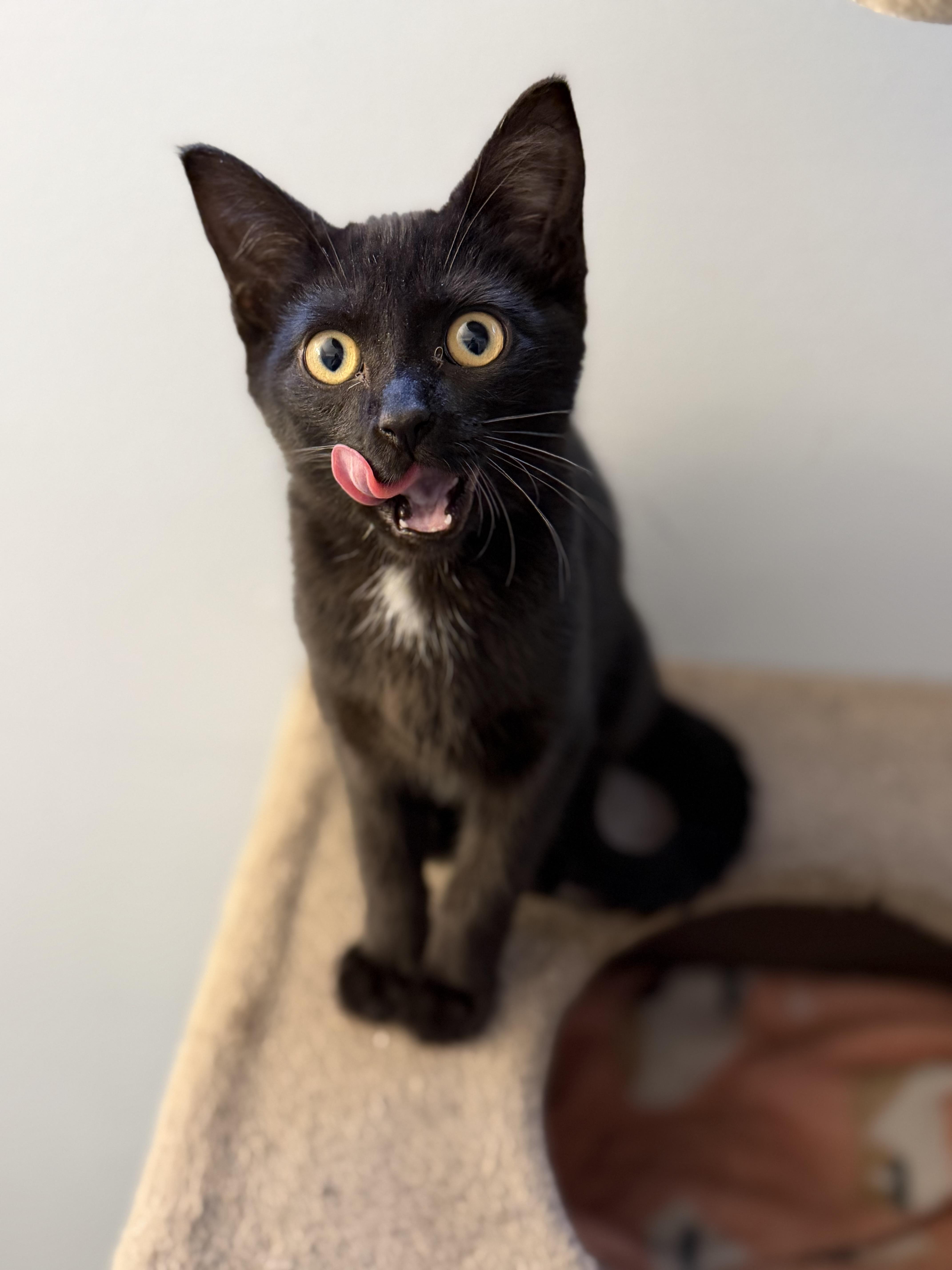 Emmy, a Adoptable mixed breed in Kamloops, BC image 5/6
