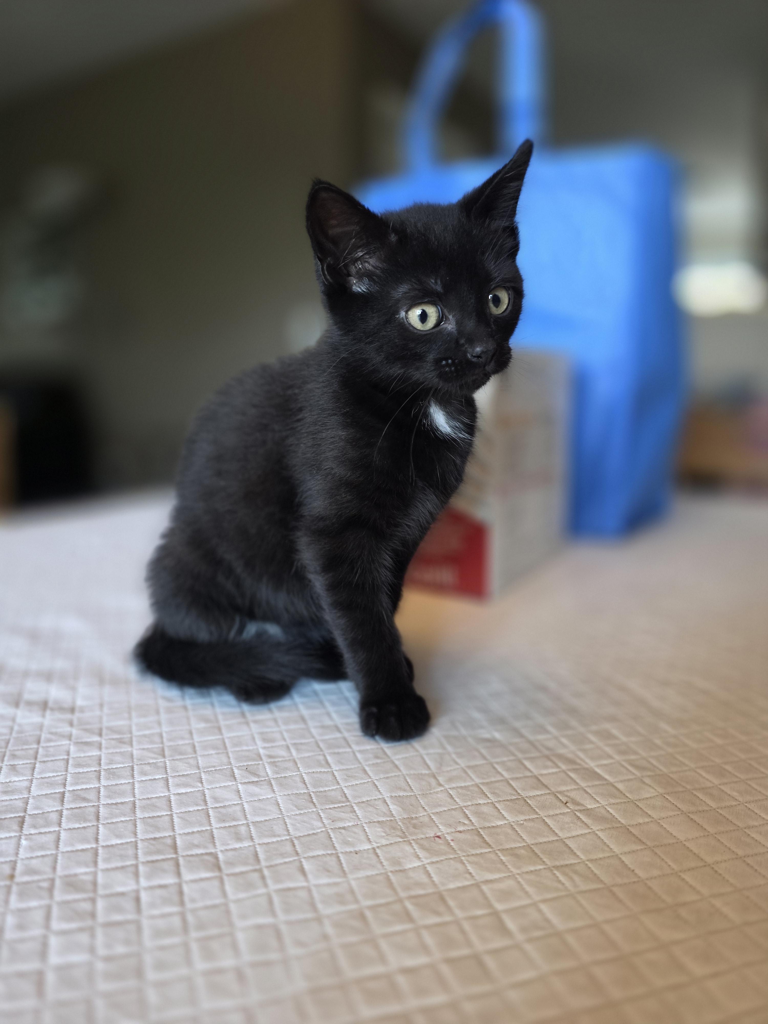 Emmy, a Adoptable mixed breed in Kamloops, BC image 6/6