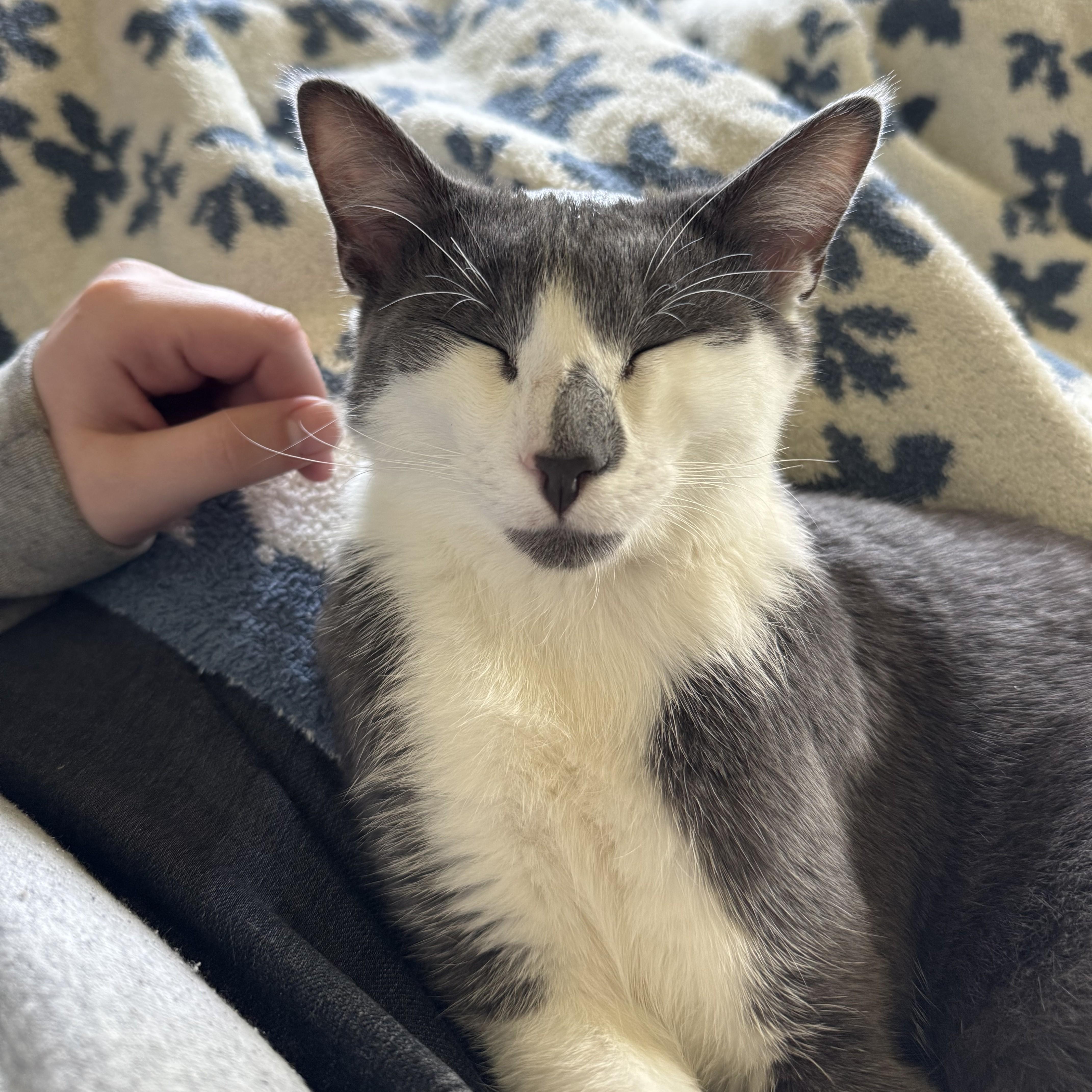 Juno and Evie, a Adoptable Domestic Short Hair in Fairmont, MN image 2/5