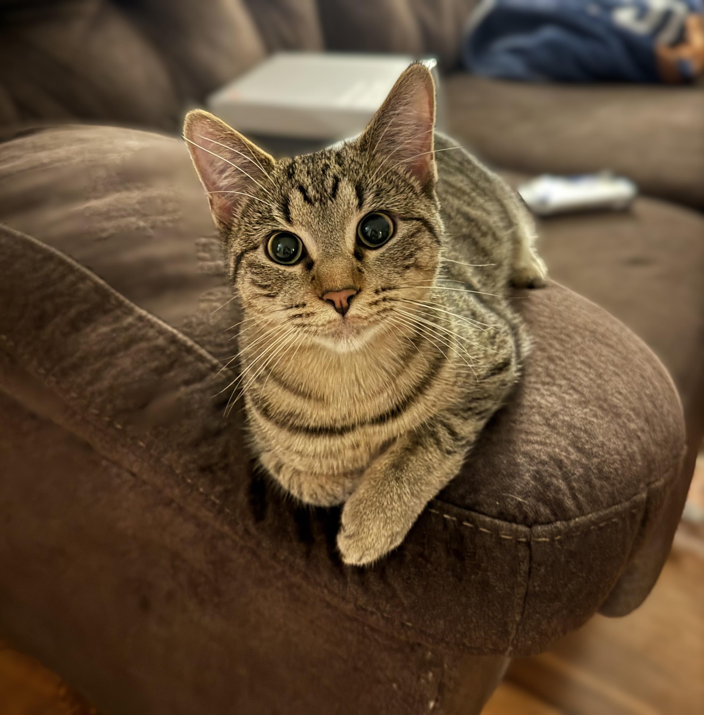 Juno & Evie (bonded pair) - At PetSmart in Mankato, a Adoptable Domestic Short Hair in Fairmont, MN image 6/6