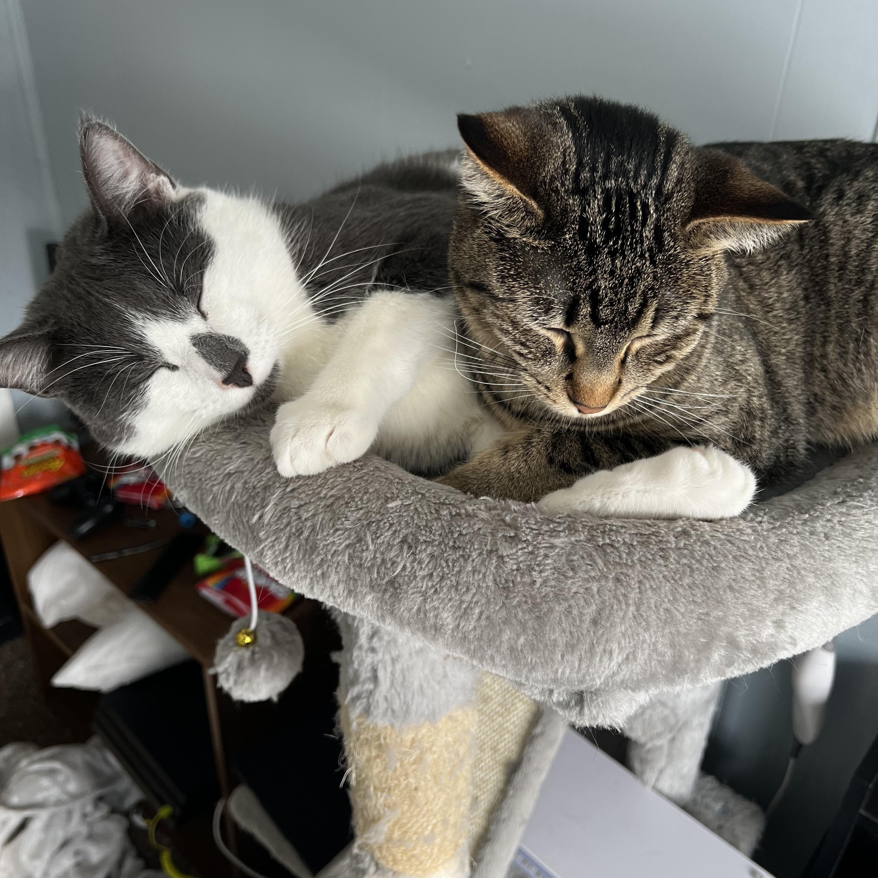 Juno and Evie, a Adoptable Domestic Short Hair in Fairmont, MN image 5/5