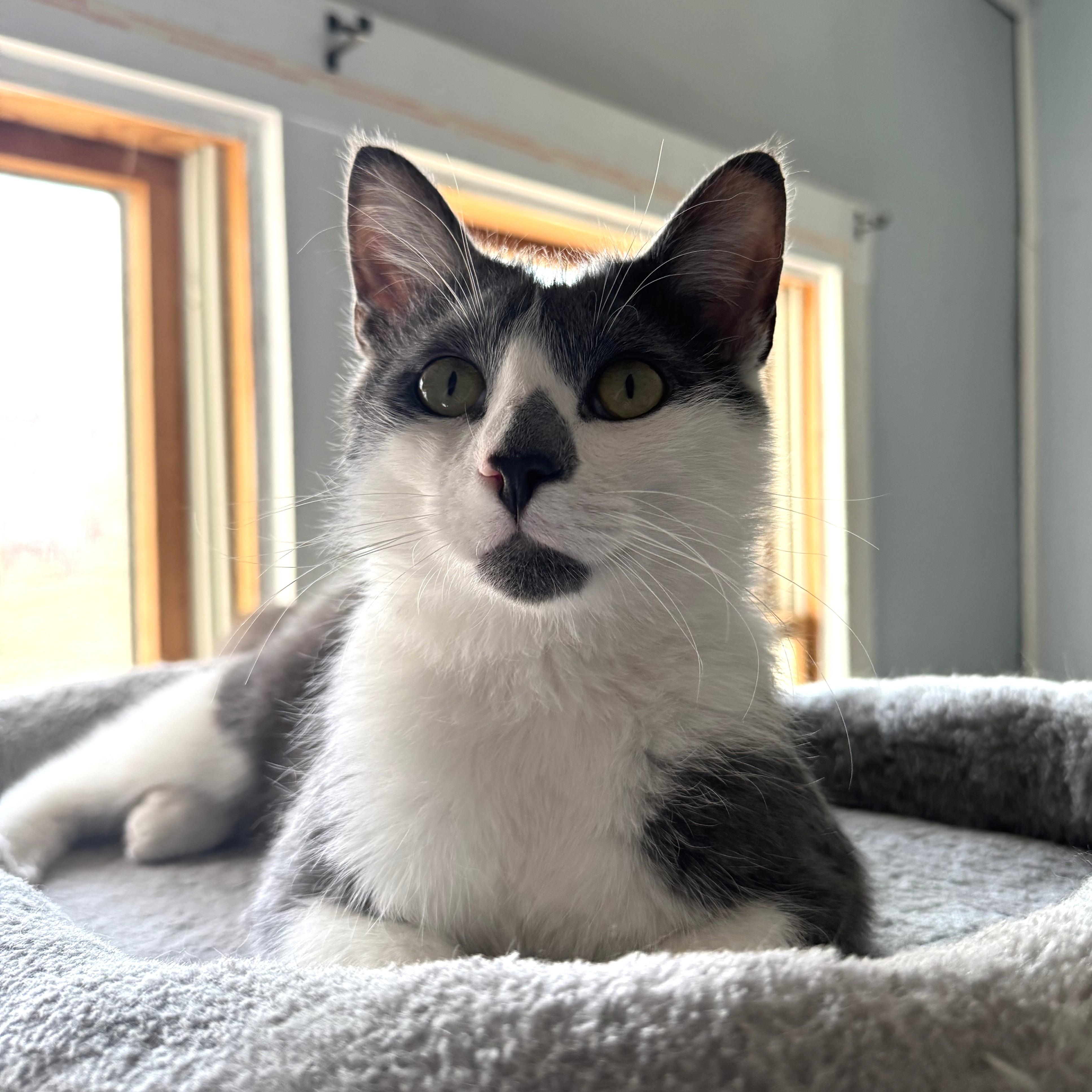 Juno and Evie, a Adoptable Domestic Short Hair in Fairmont, MN image 3/5