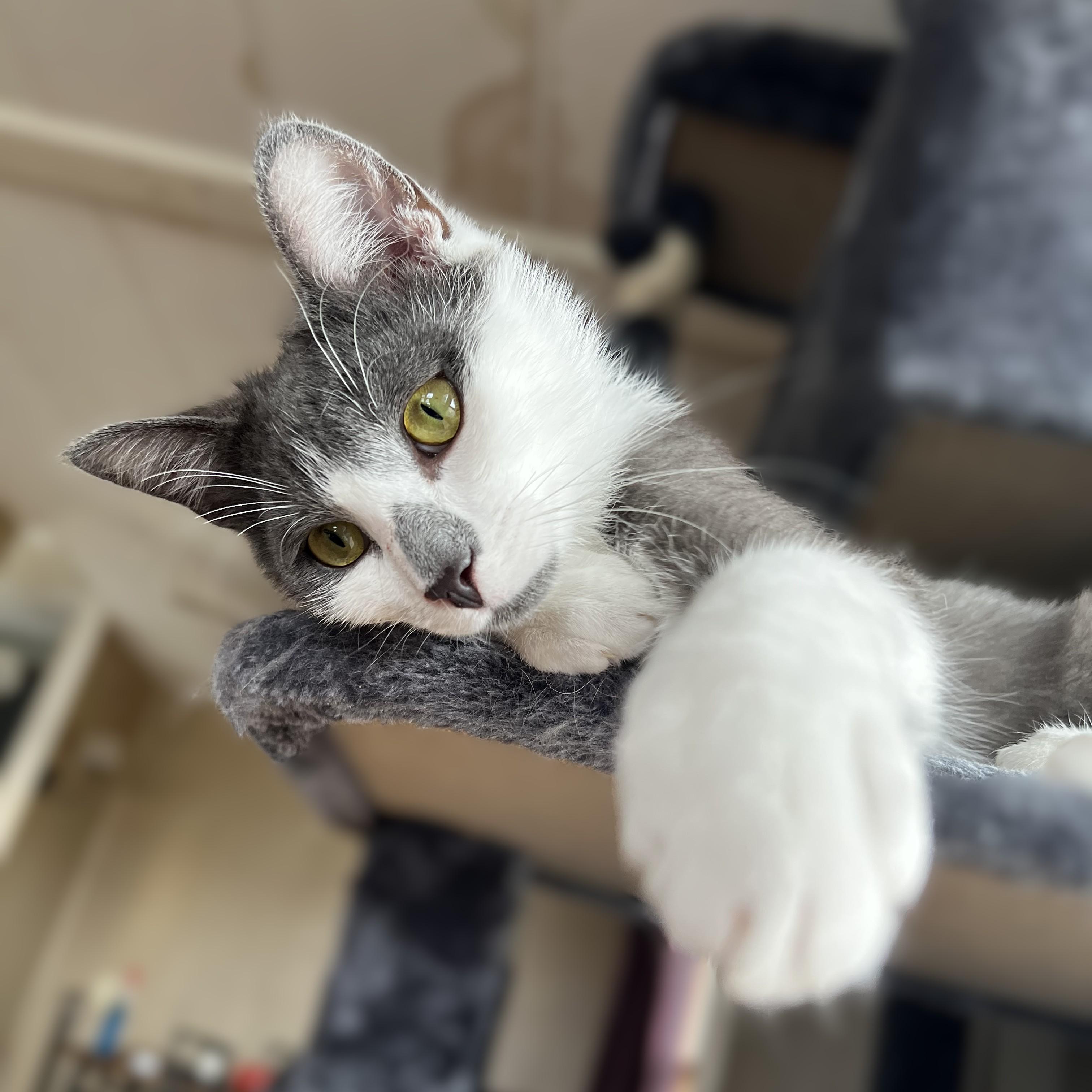 Juno and Evie, a Adoptable Domestic Short Hair in Fairmont, MN image 1/5