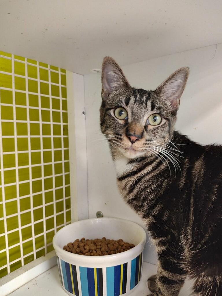 Enlarge Lotty INDOOR ONLY , an adopted mixed breed in Lodi, CA image 2/2