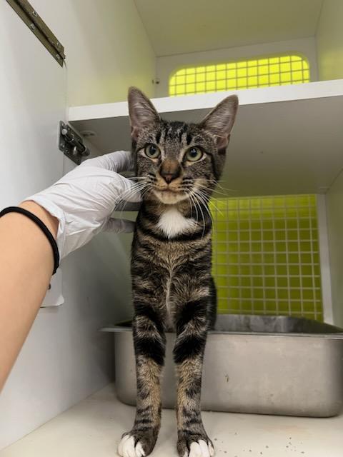 Enlarge Lotty INDOOR ONLY , an adopted mixed breed in Lodi, CA image 1/2