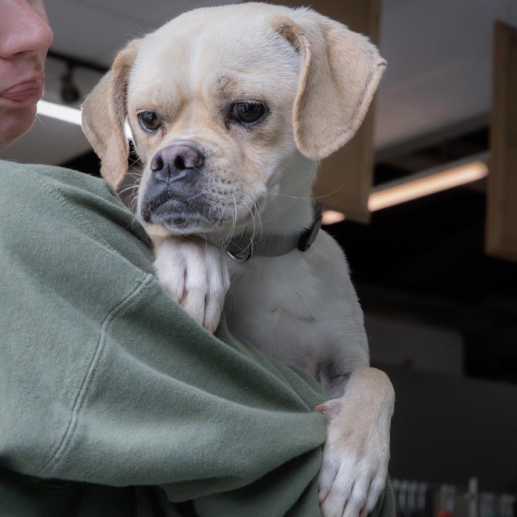 Luca, a Adoptable mixed breed in Tacoma, WA image 1/6