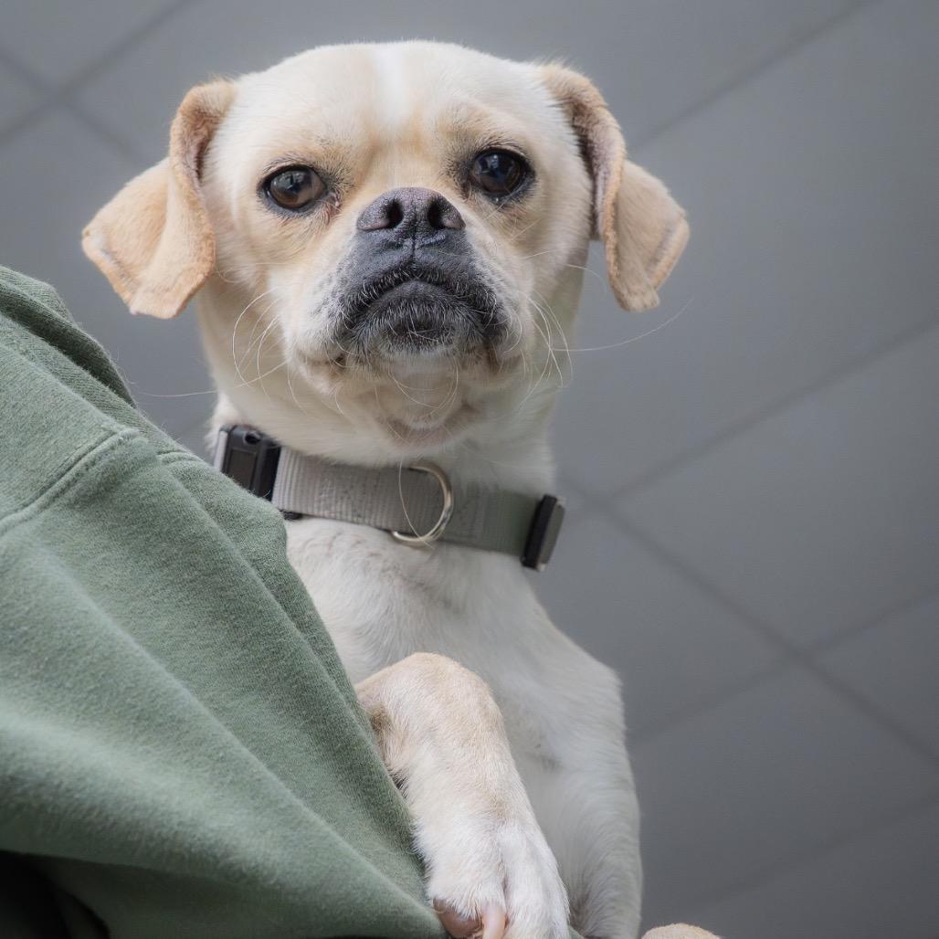 Luca, a Adoptable mixed breed in Tacoma, WA image 2/6