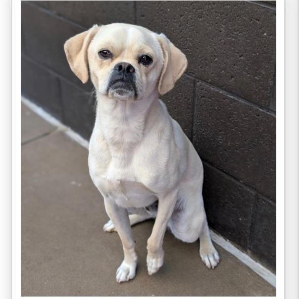 Luca, a Adoptable mixed breed in Tacoma, WA image 3/6