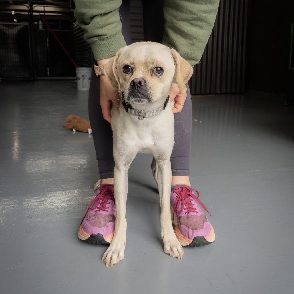 Luca, a Adoptable mixed breed in Tacoma, WA image 4/6