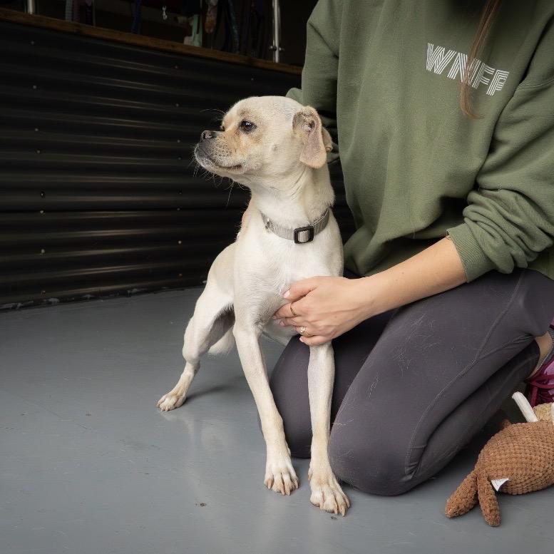 Luca, a Adoptable mixed breed in Tacoma, WA image 5/6