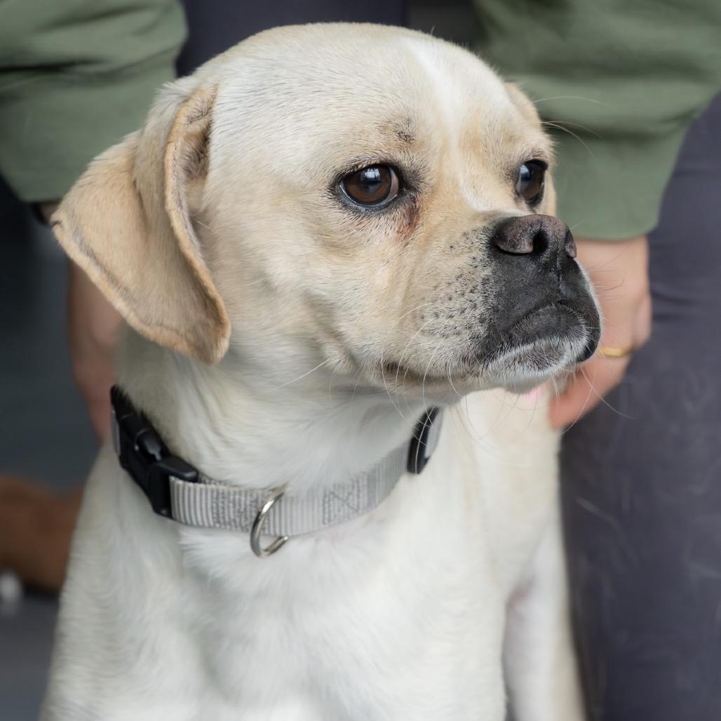 Luca, a Adoptable mixed breed in Tacoma, WA image 6/6