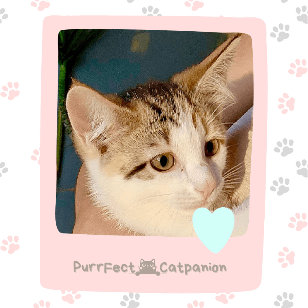 Enlarge Queen, a Adopted Domestic Short Hair in Weehawken, NJ image 1/6