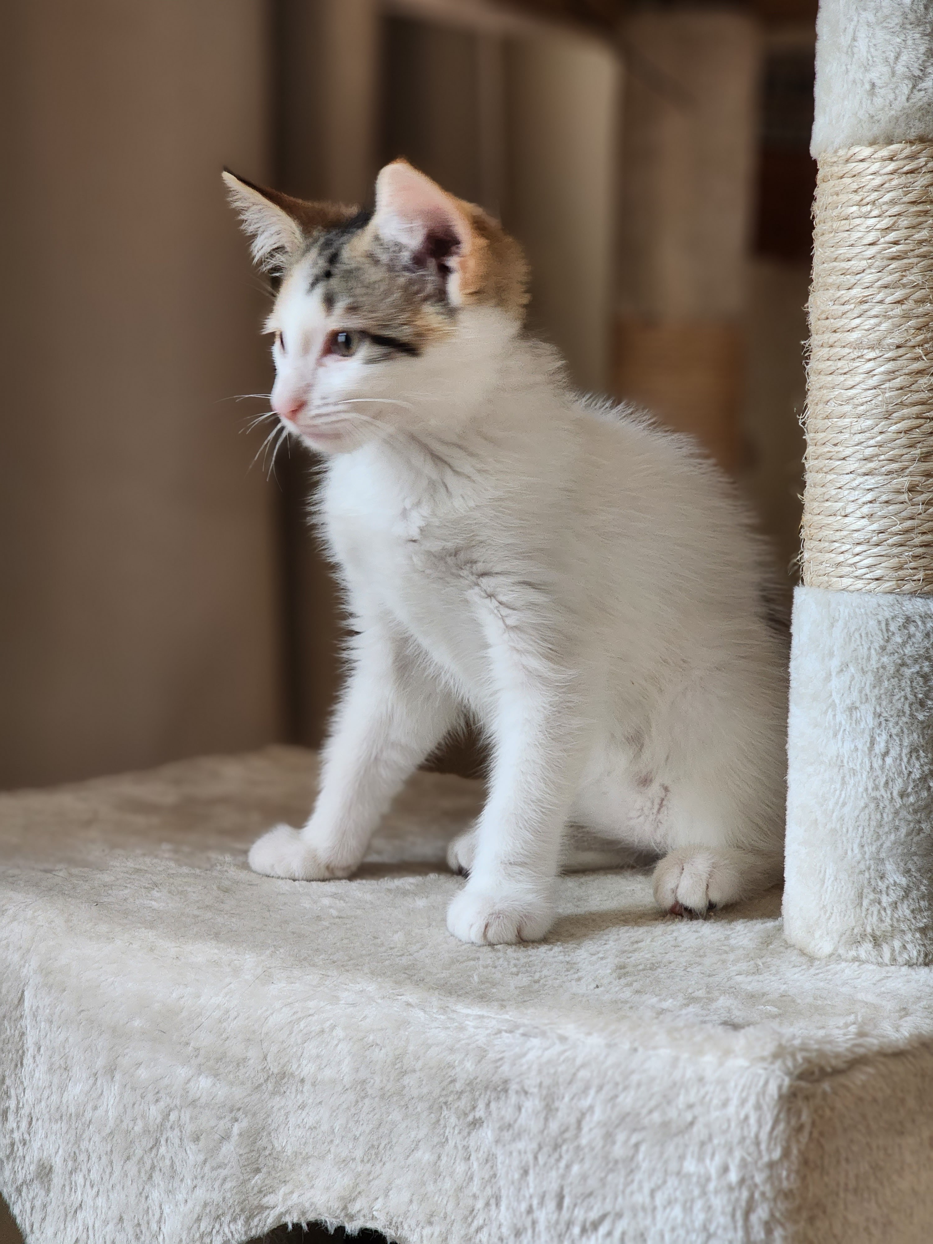 Enlarge Queen, a Adopted Domestic Short Hair in Weehawken, NJ image 2/6