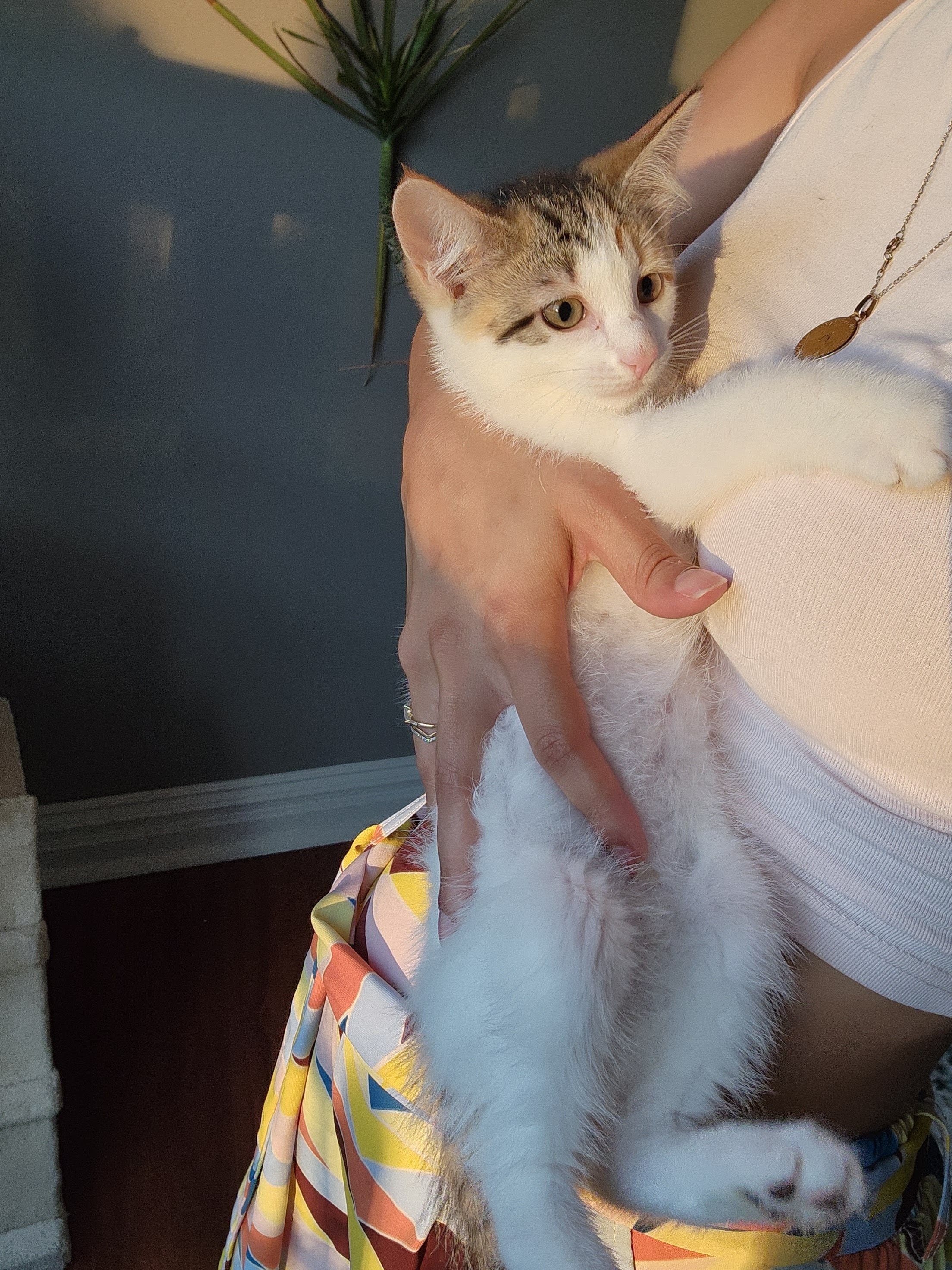 Enlarge Queen, a Adopted Domestic Short Hair in Weehawken, NJ image 3/6