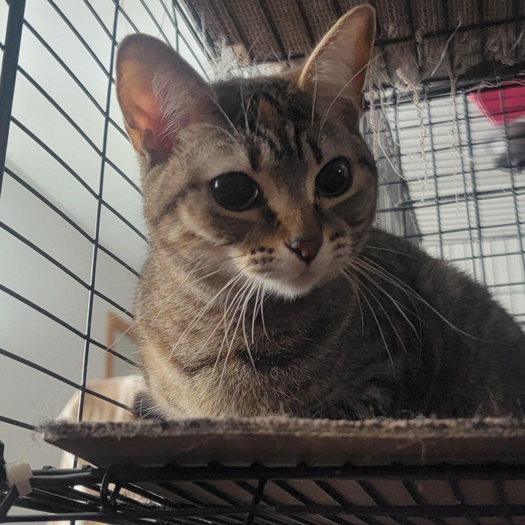 Mum, an adoptable Domestic Short Hair in Anoka, MN, 55303 | Photo Image 3