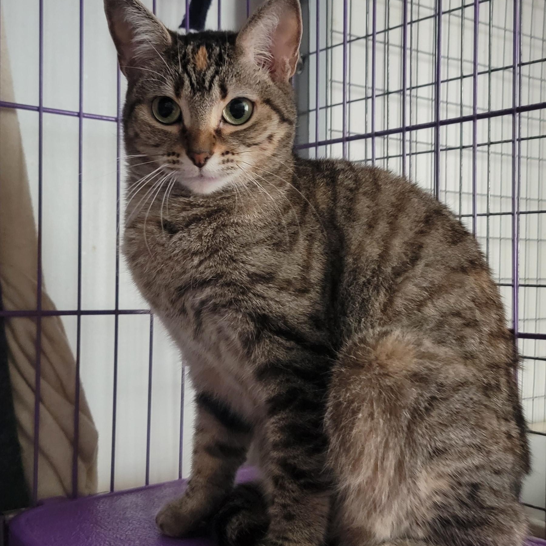 Mum, an adoptable Domestic Short Hair in Anoka, MN, 55303 | Photo Image 1