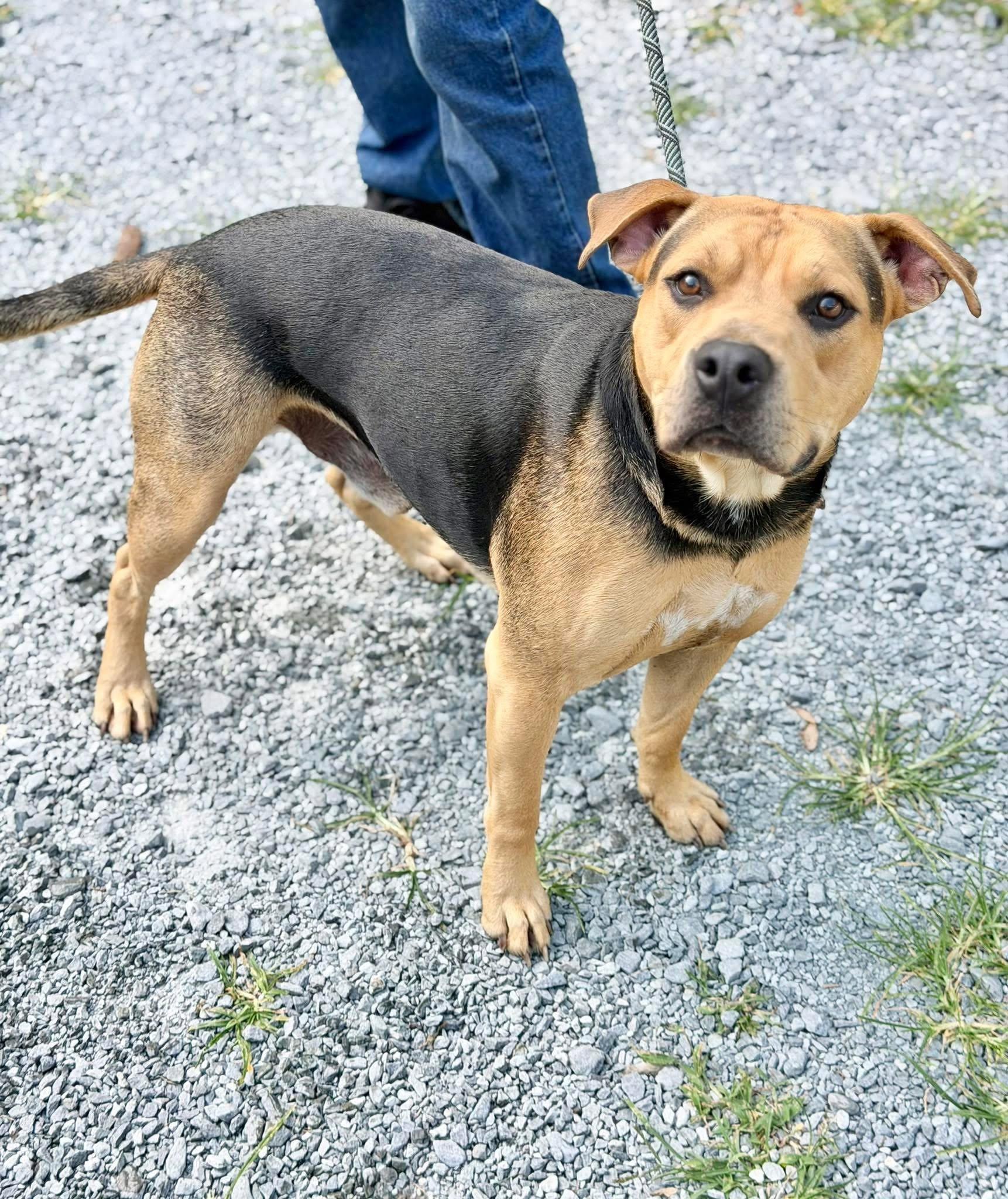 Enlarge Zeus, a ADOPTABLE mixed breed in Elizabethtown, NC image 1/1